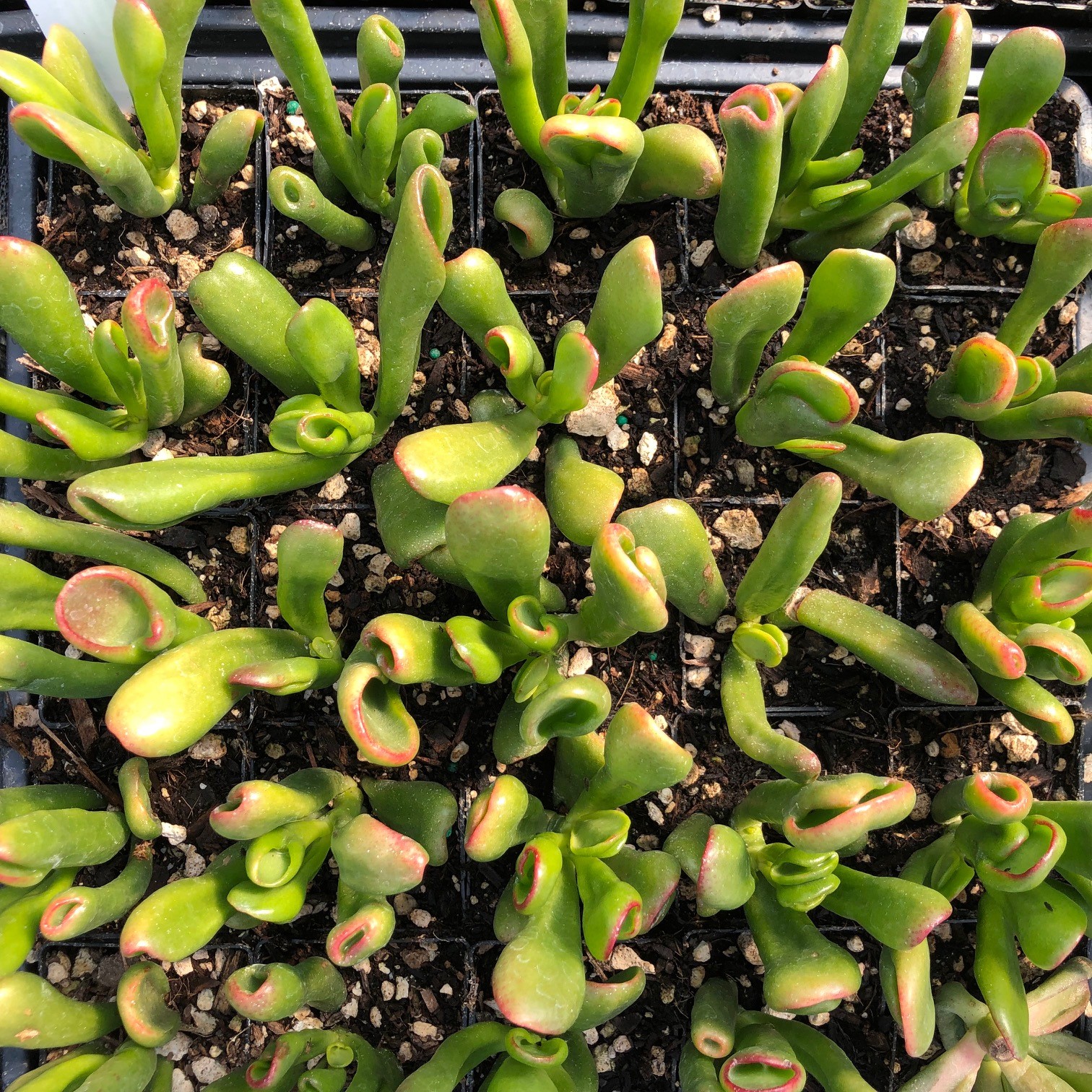 Crassula ovata 'Tricolor Hobbit' - (2" Pot) - Image 4
