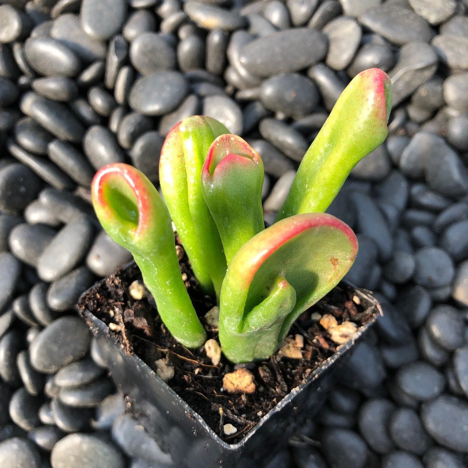 Crassula ovata 'Tricolor Hobbit' - (2" Pot) - Image 3