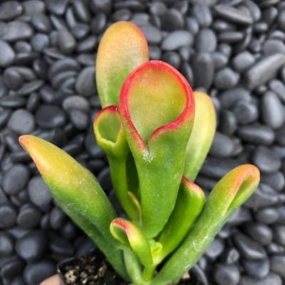 Crassula ovata 'Tricolor Hobbit' - (2" Pot)