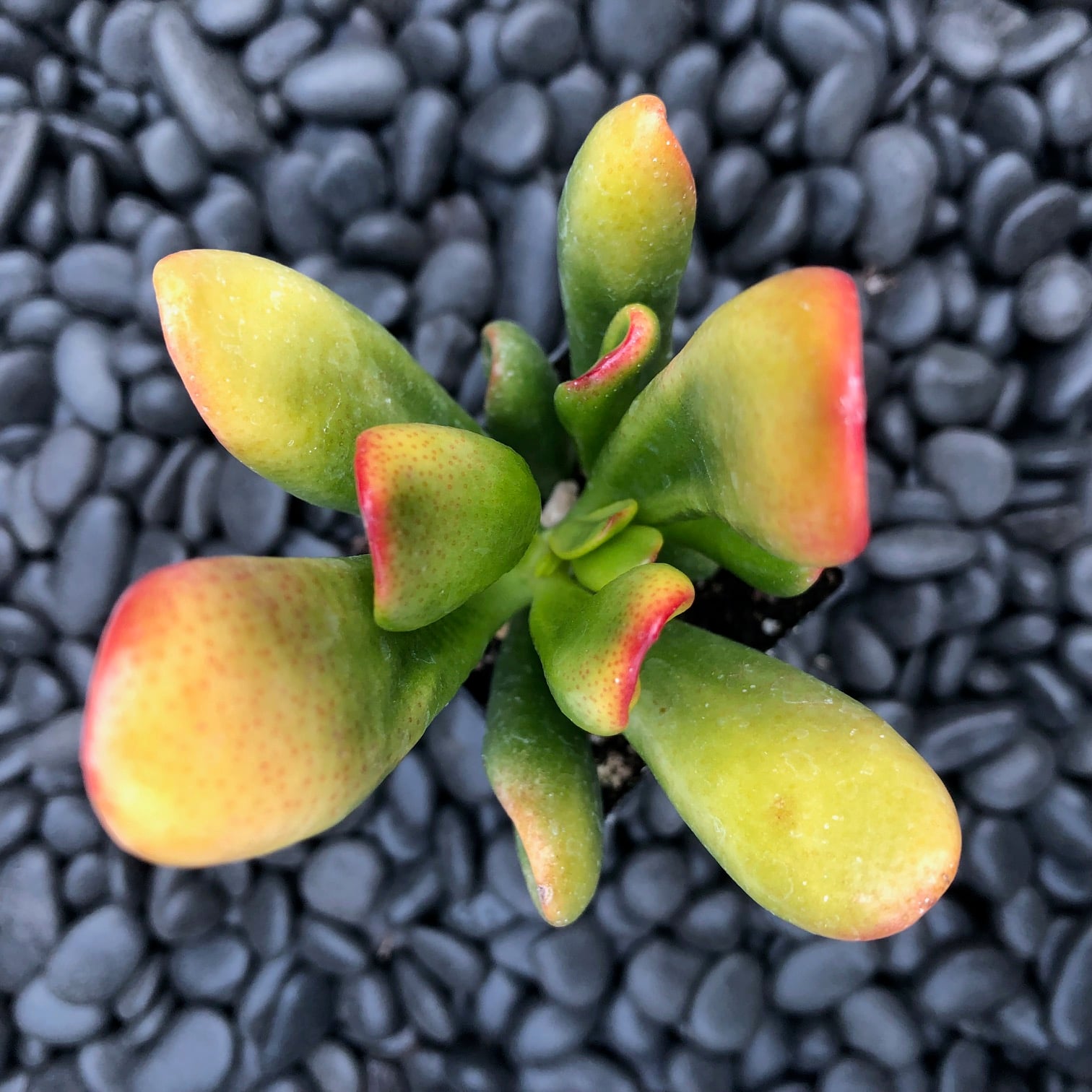 Crassula ovata 'Tricolor Hobbit' - (2" Pot) - Image 2