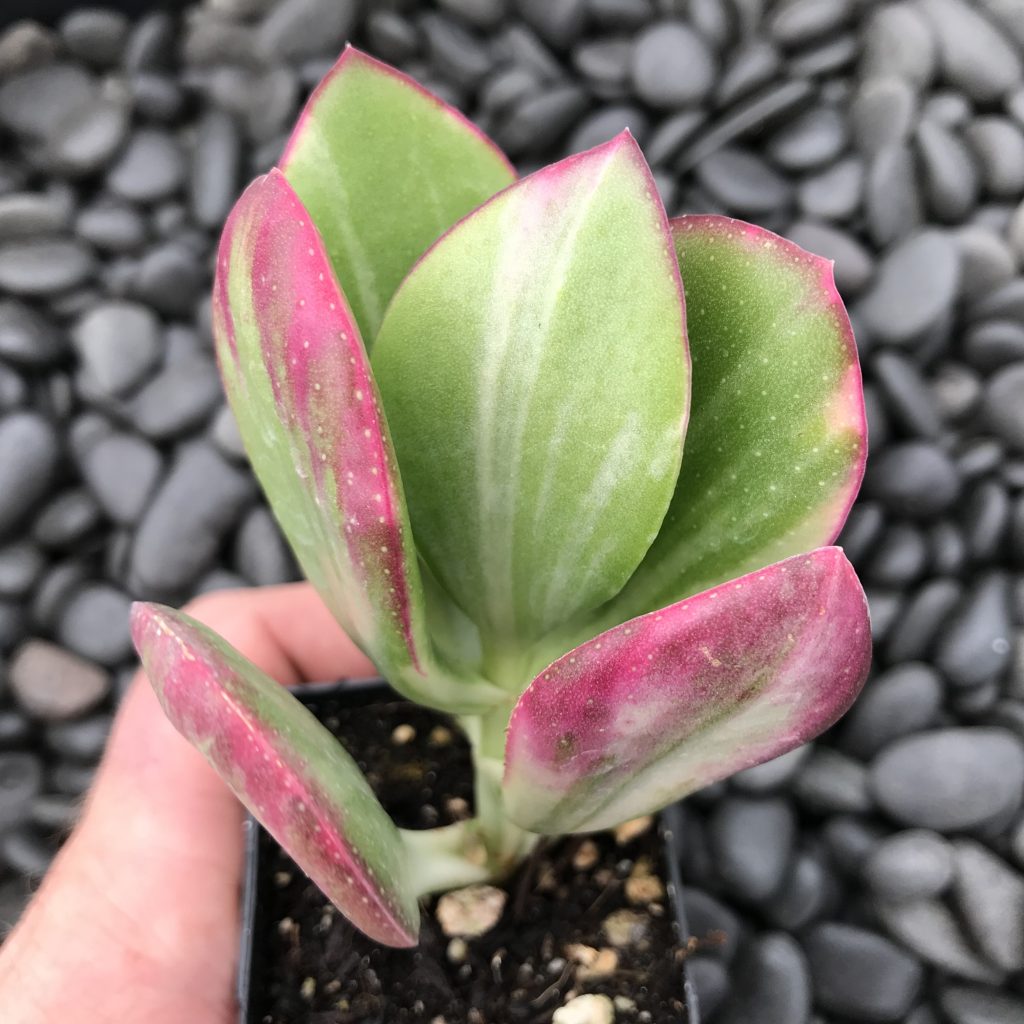 Crassula ovata 'Variegata'- Variegated Jade Plant (2" Pot) | Little Prince  of Oregon Nursery