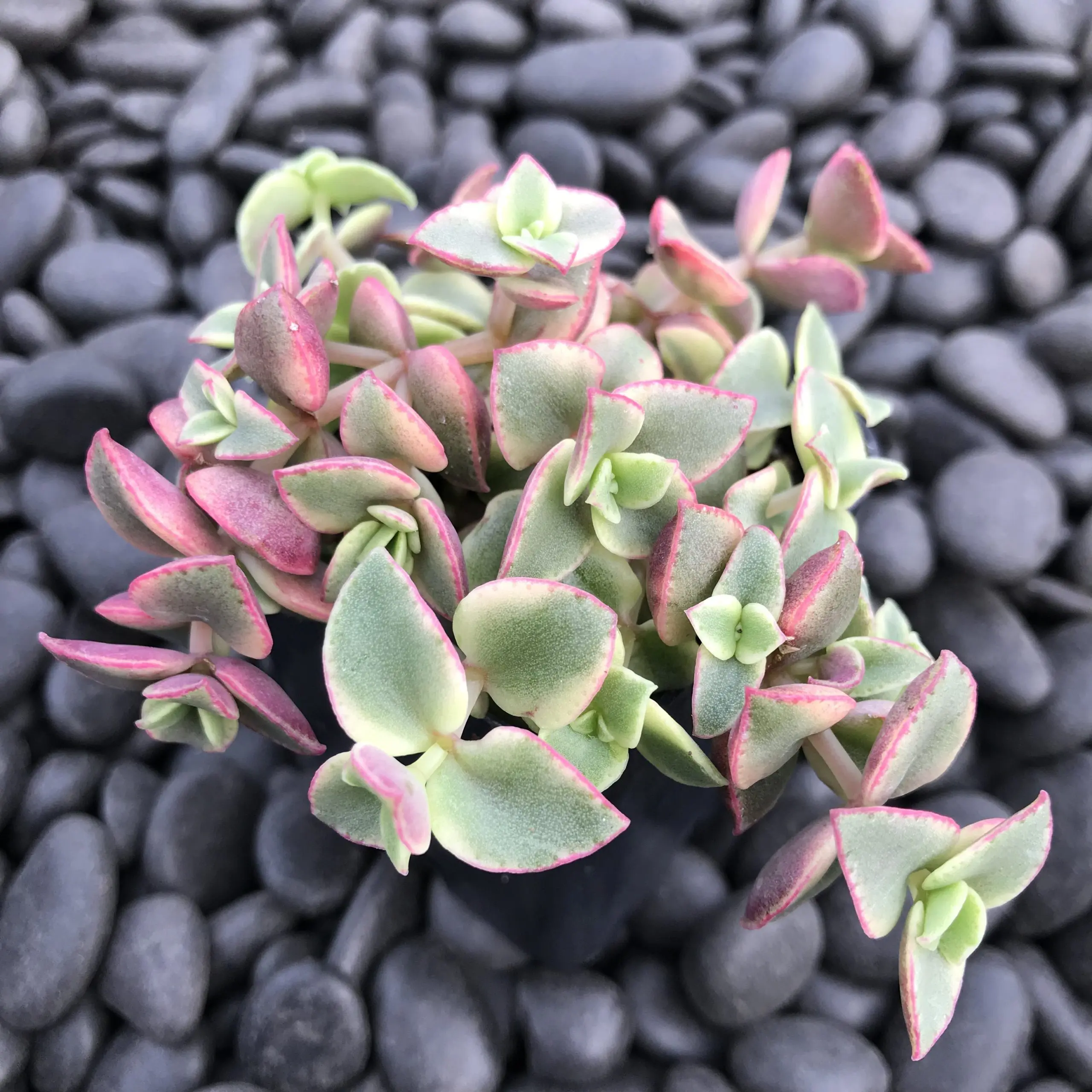 Crassula pellucida ssp. marginalis 'Variegata' (2" Pot) | Little Prince of  Oregon Nursery