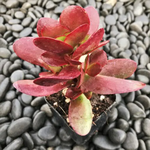 weeping jade plant Buy Jade Plant Mini: Care Tips, Benefits, and More – Ugaoo main image 0