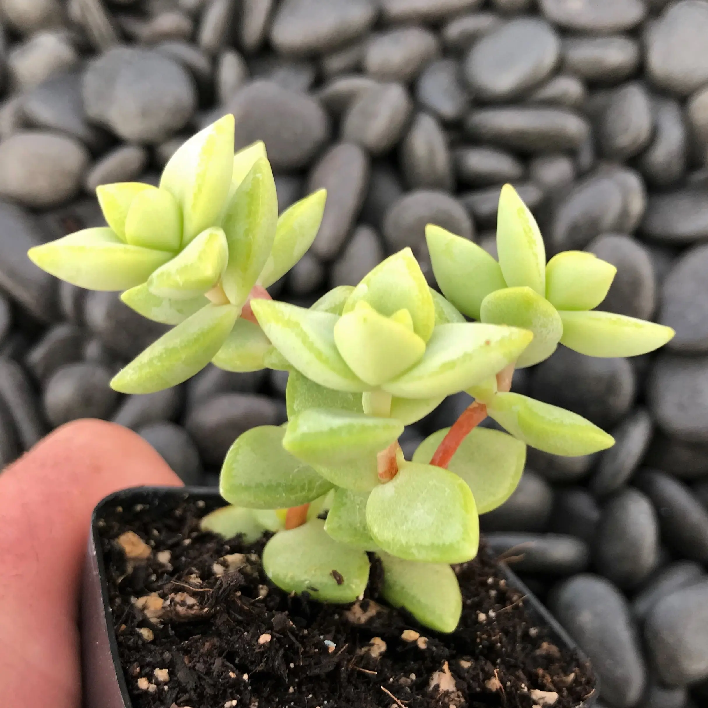Crassula rupestris - Rosary Vine (2" Pot) | Little Prince of Oregon Nursery