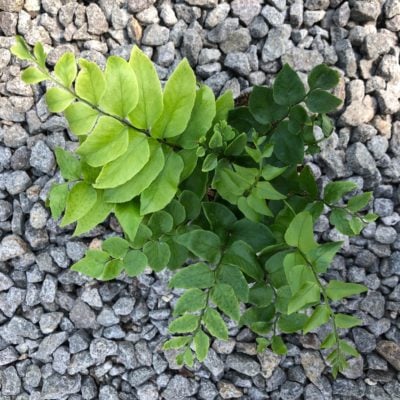 Cyrtomium fortunei - Holly Fern (3.5" Pot)