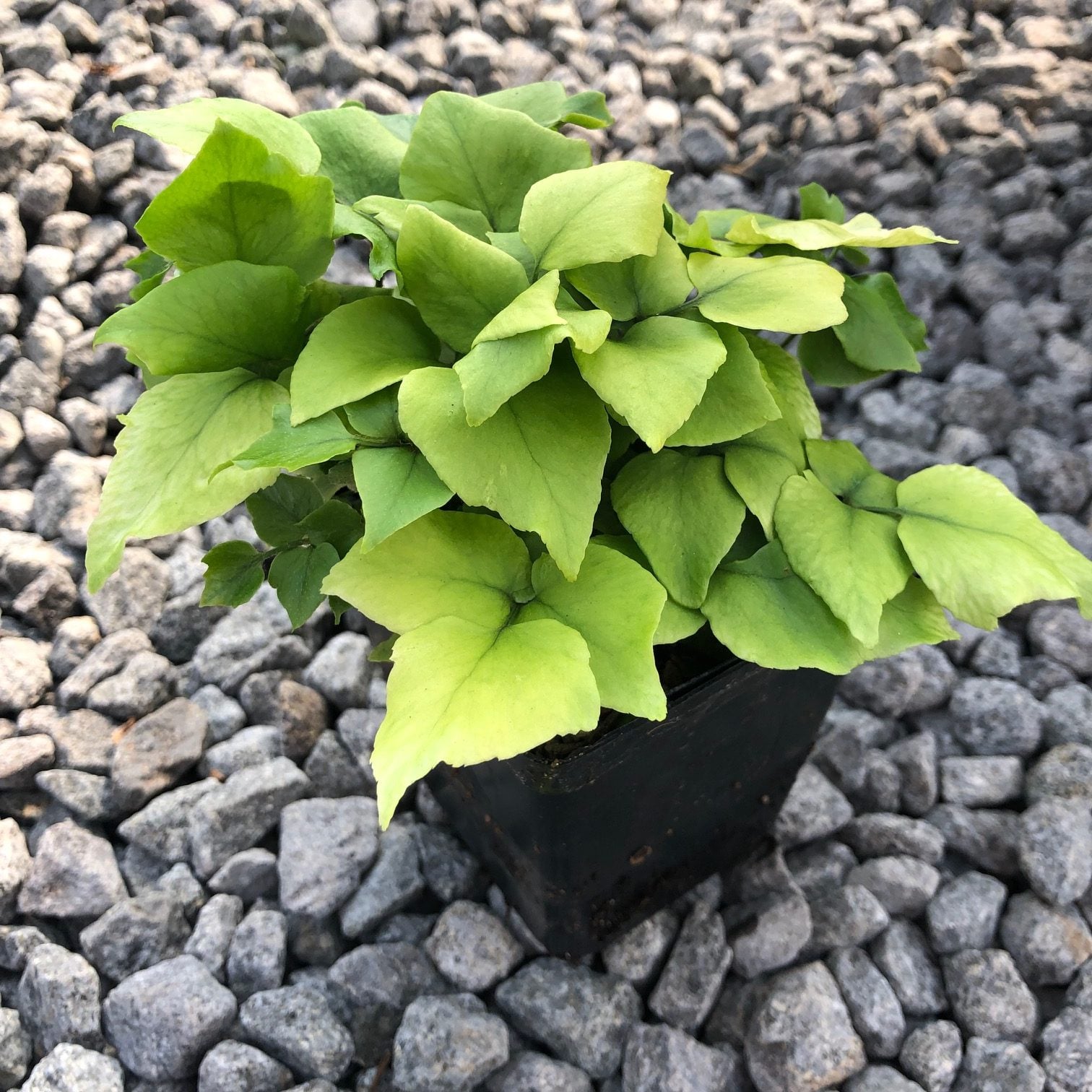 Cyrtomium fortunei var. Clivicola - Arching Japanese Holly Fern (3.5" Pot) - Image 3