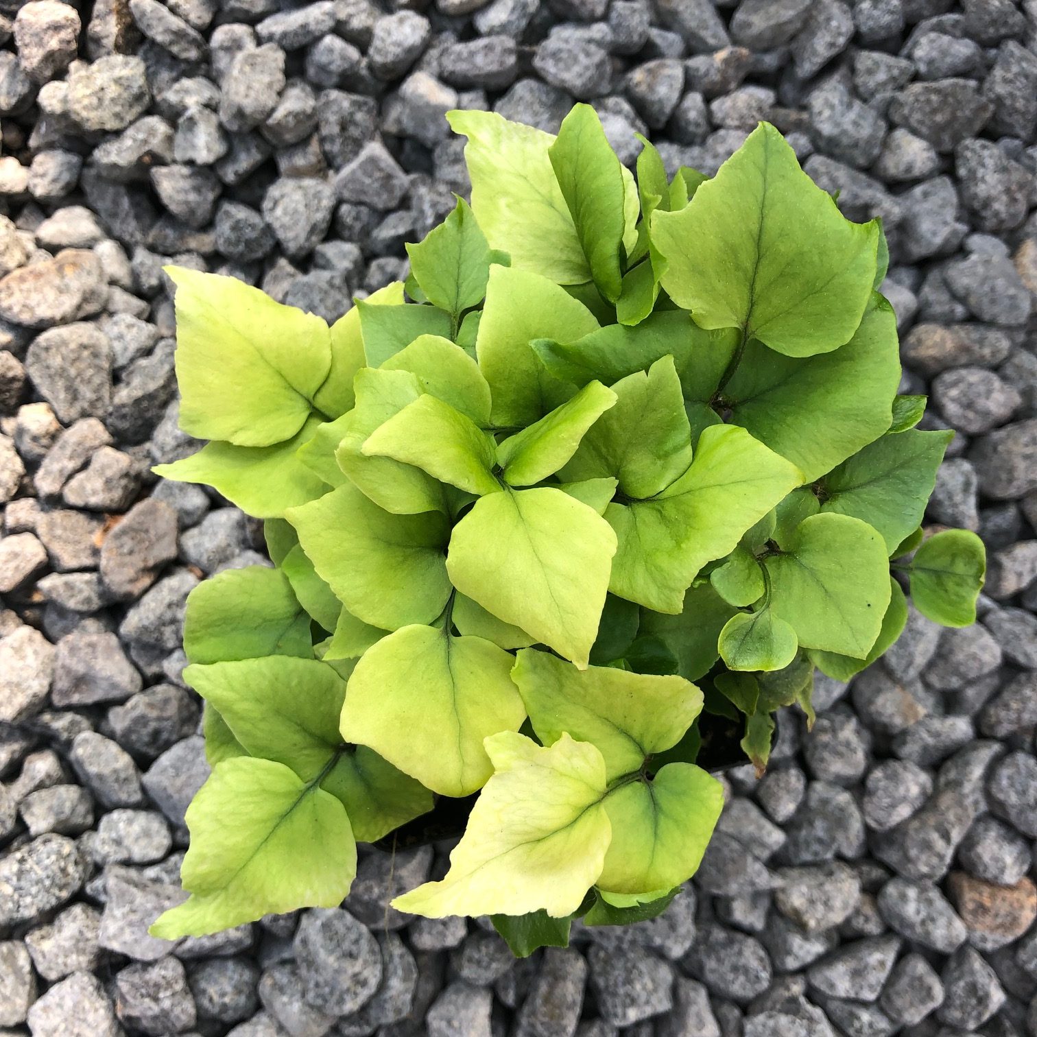 Cyrtomium fortunei var. Clivicola - Arching Japanese Holly Fern (3.5" Pot) - Image 2