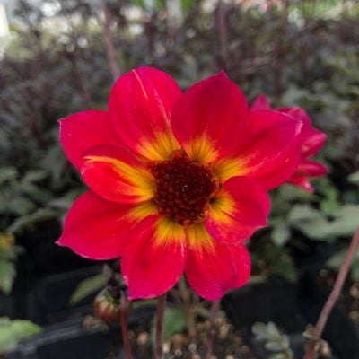 Dahlia 'Mystic Sparkler' (4.5" Pot)