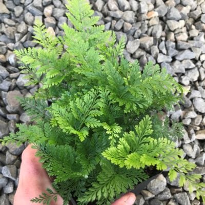 Davallia fejeensis - Rabbit's Foot Fern (4.5" Pot)