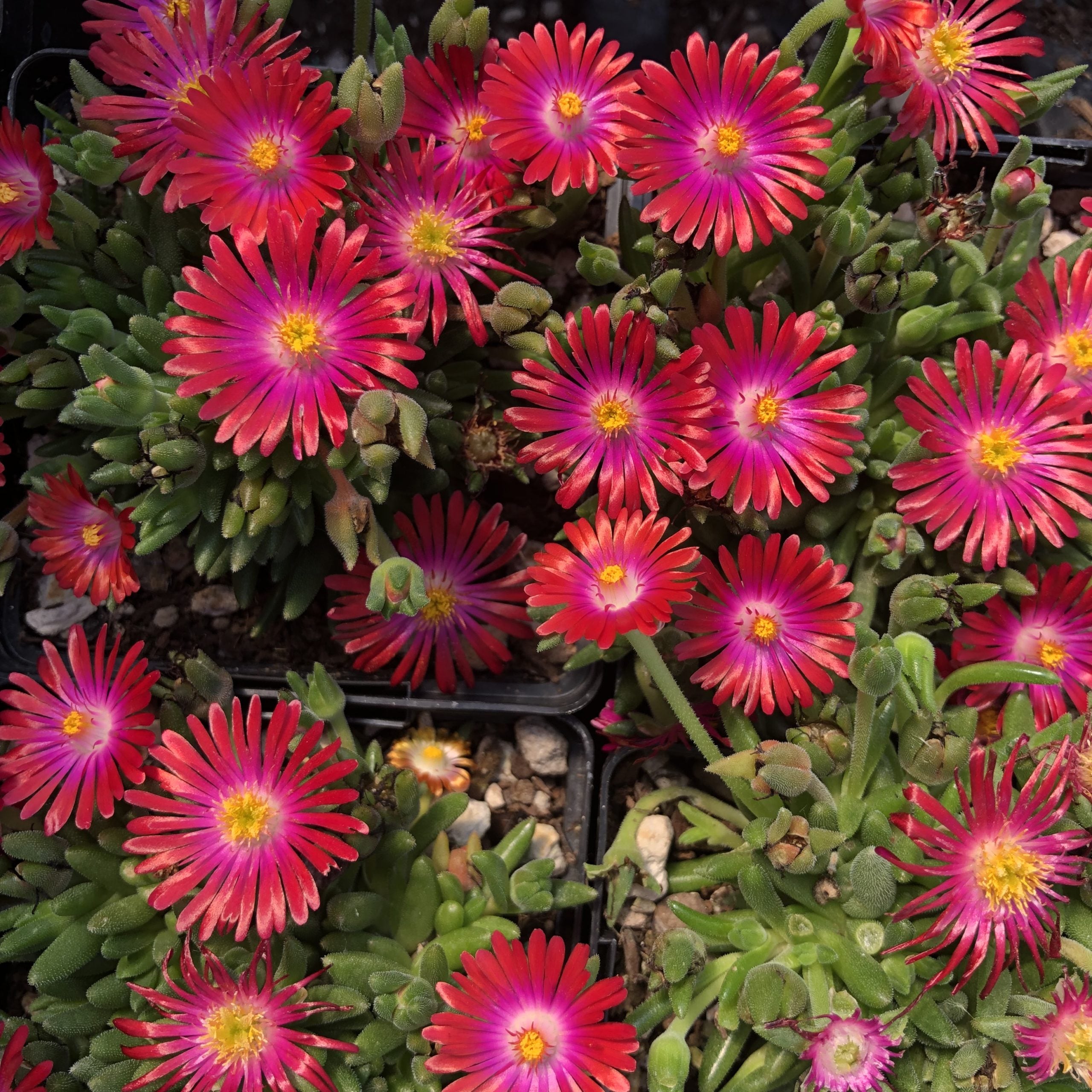Delosperma 'Jewel of Desert Garnet' USPP #23,471 - Ice Plant (3.5" Pot) - Image 3