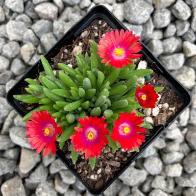 Delosperma 'Jewel of Desert Garnet' USPP #23,471 - Ice Plant (3.5" Pot)