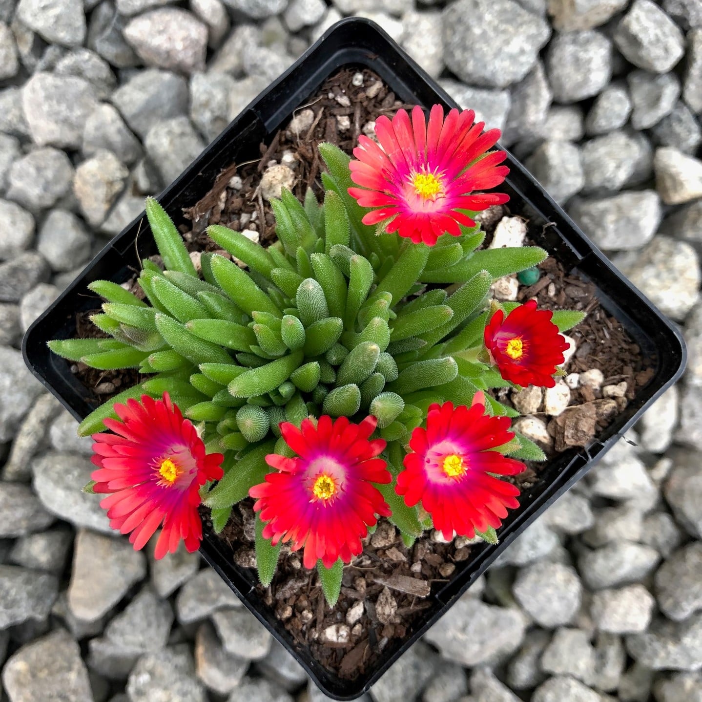 Delosperma 'Jewel of Desert Garnet' USPP #23,471 - Ice Plant (3.5" Pot)