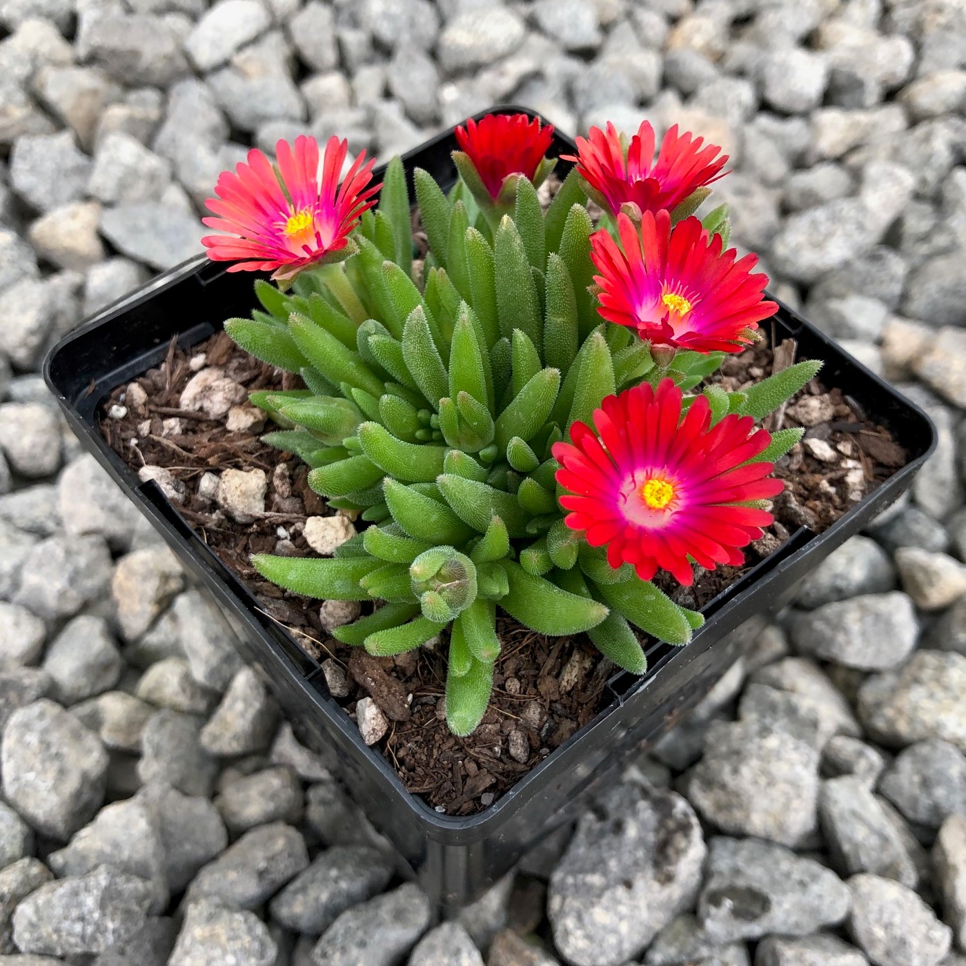 Delosperma 'Jewel of Desert Garnet' USPP #23,471 - Ice Plant (3.5" Pot) - Image 2