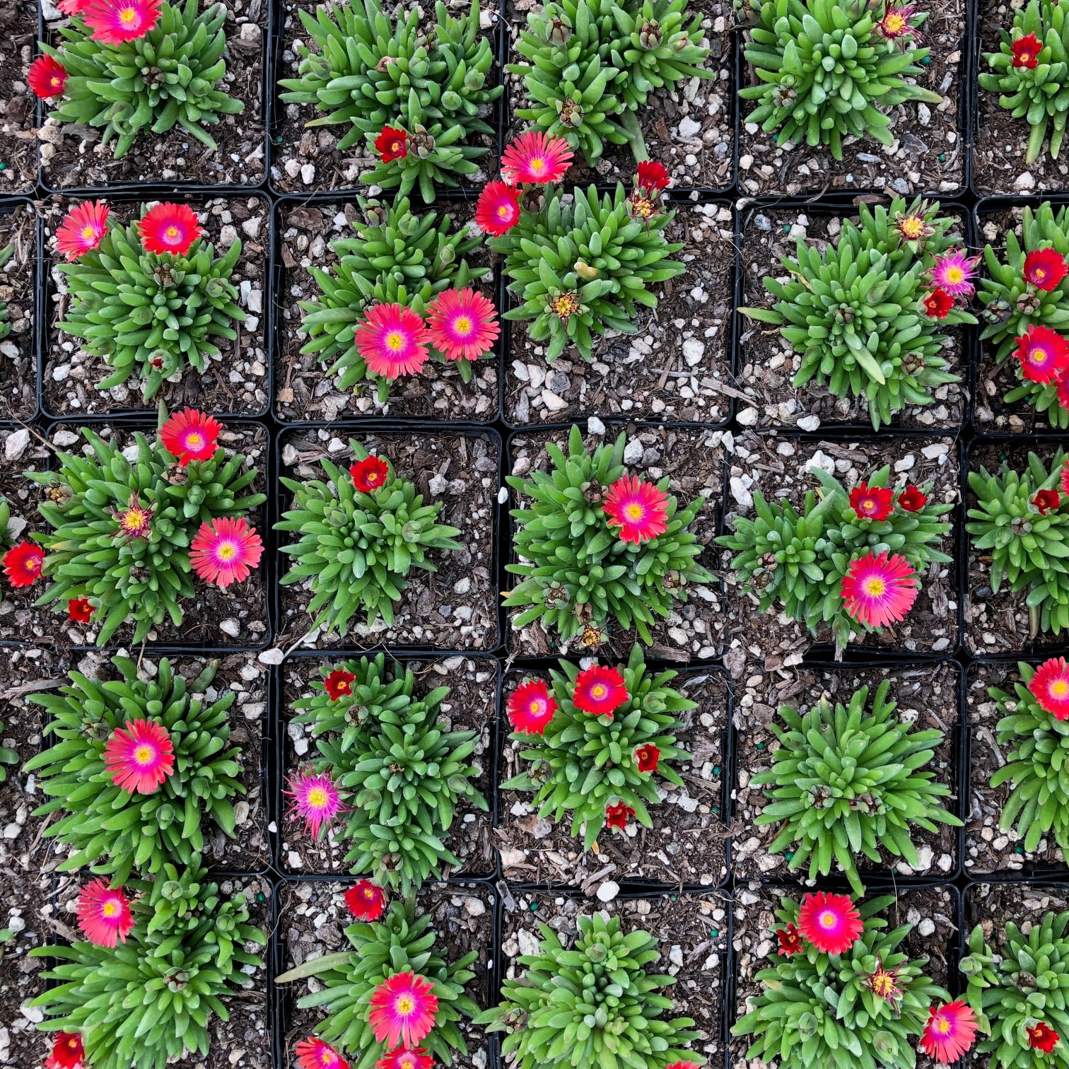 Delosperma 'Jewel of Desert Garnet' USPP #23,471 - Ice Plant (3.5" Pot) - Image 4