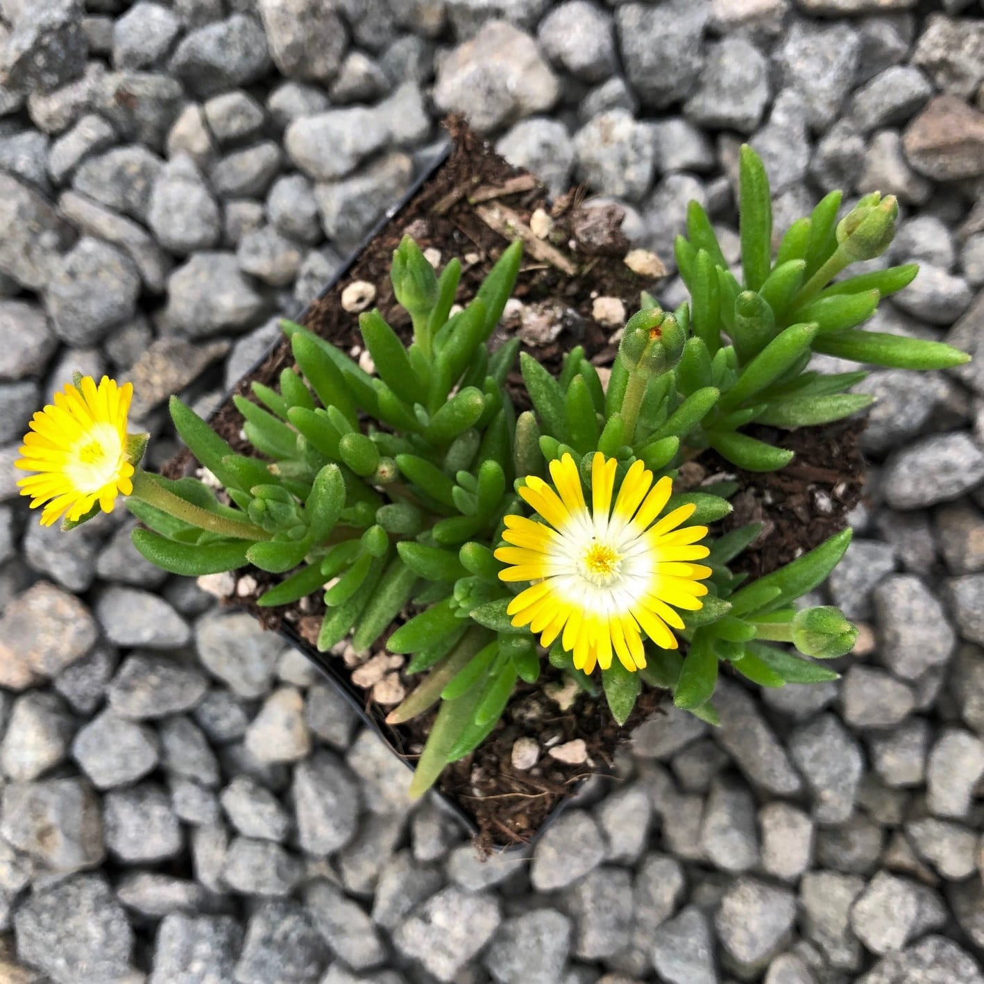 Delosperma 'Jewel of Desert Peridot' USPP #23,566 - Ice Plant (3.5" Pot) - Image 3