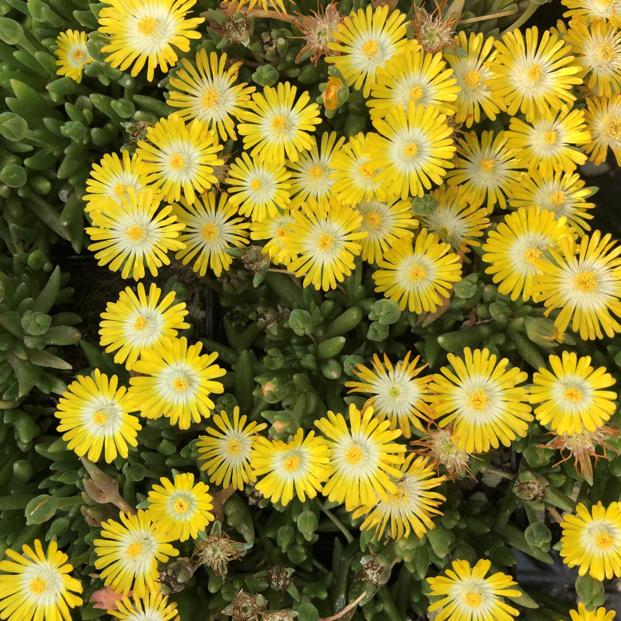Delosperma 'Jewel of Desert Peridot' USPP #23,566 - Ice Plant (3.5" Pot) - Image 2