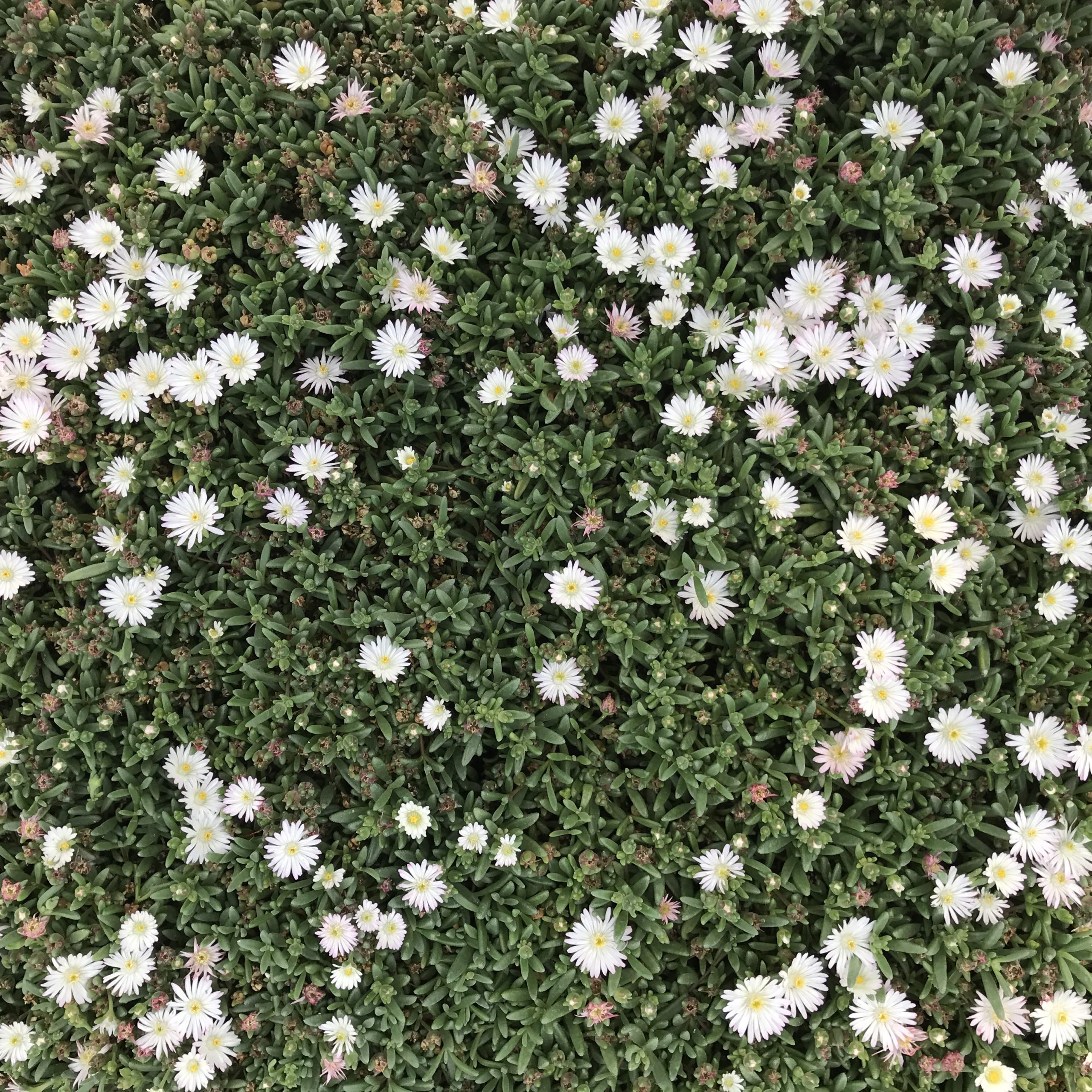 Delosperma 'Oberg' - Ice Plant (3.5" Pot) - Image 6