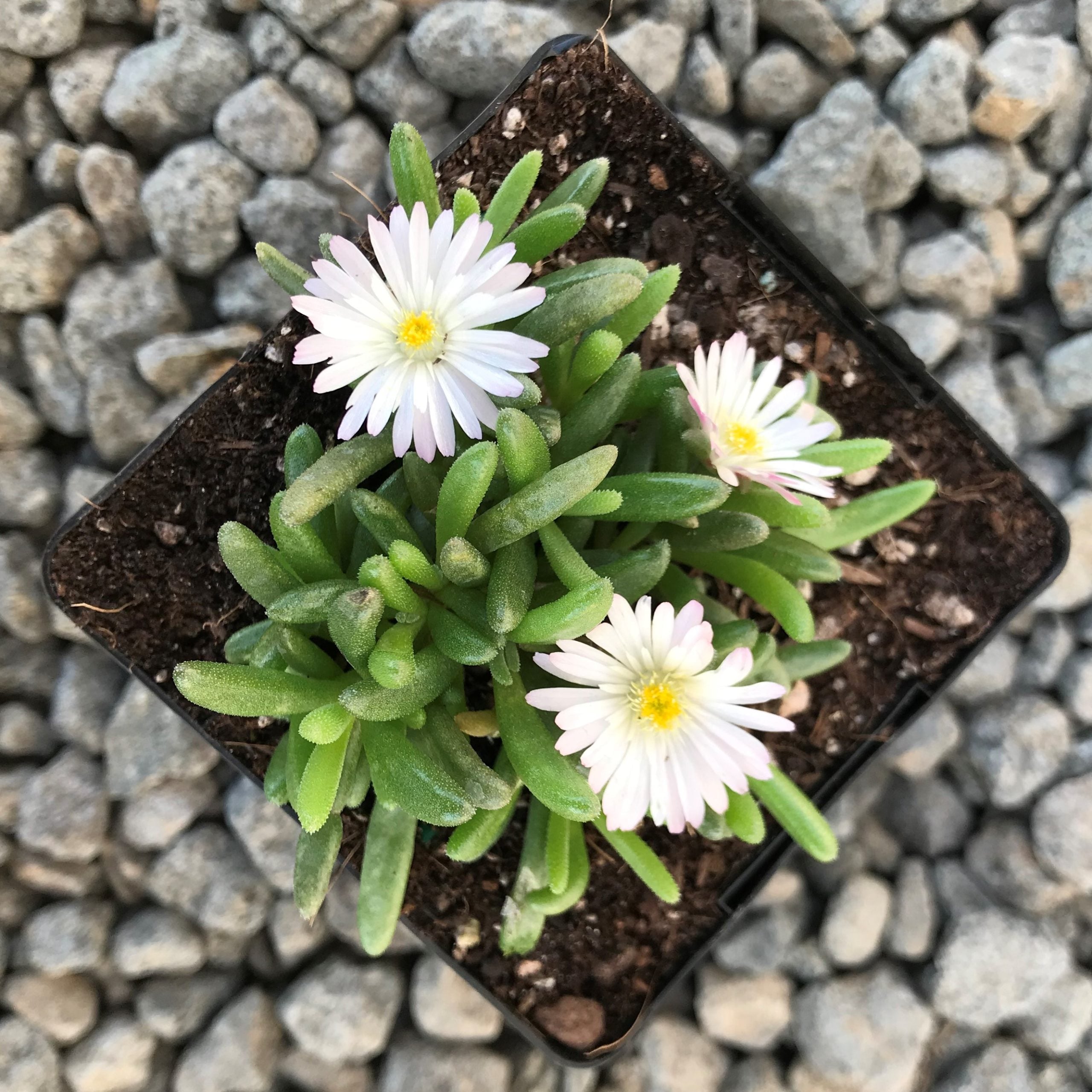Delosperma 'Oberg' - Ice Plant (3.5" Pot) - Image 4