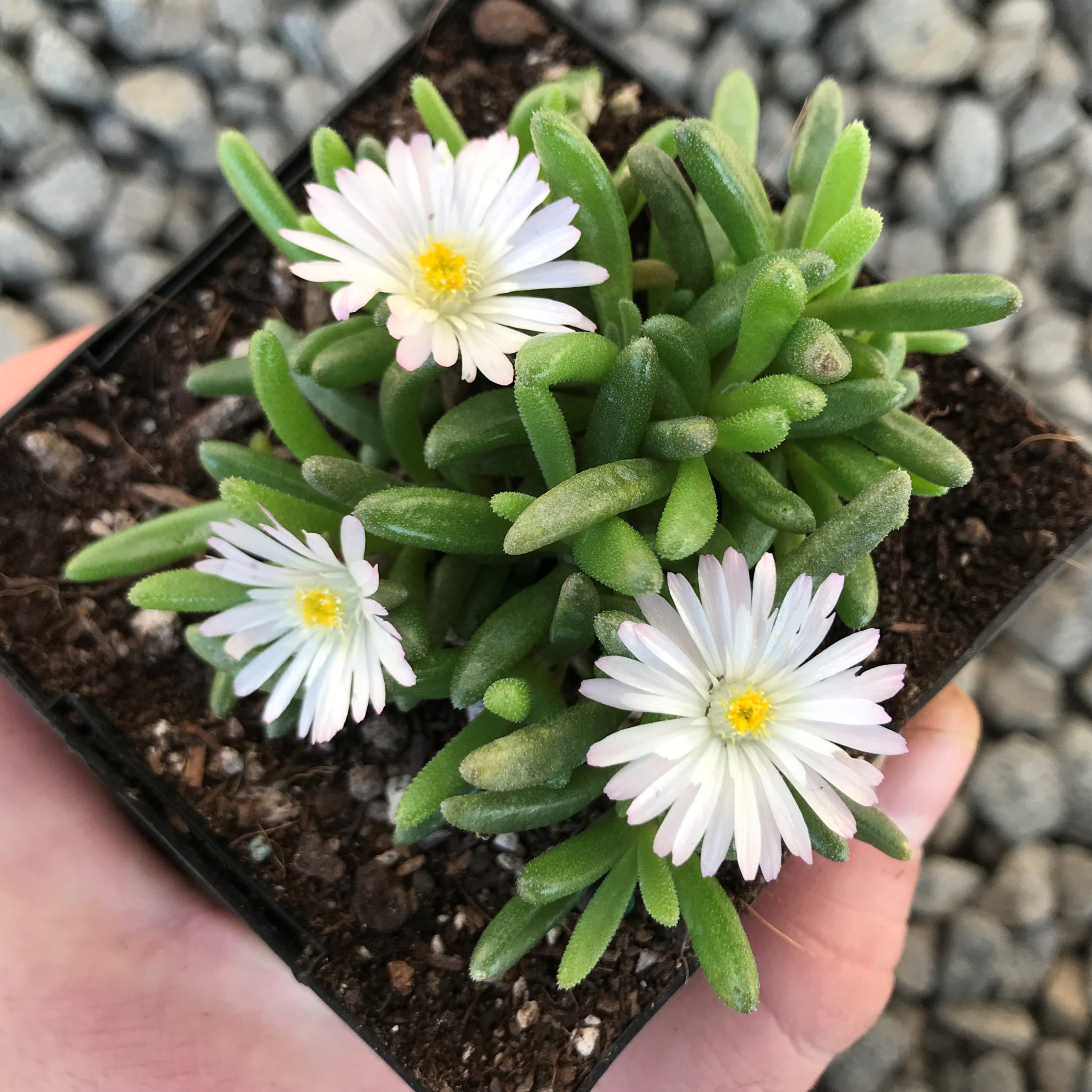Delosperma 'Oberg' - Ice Plant (3.5" Pot) - Image 3