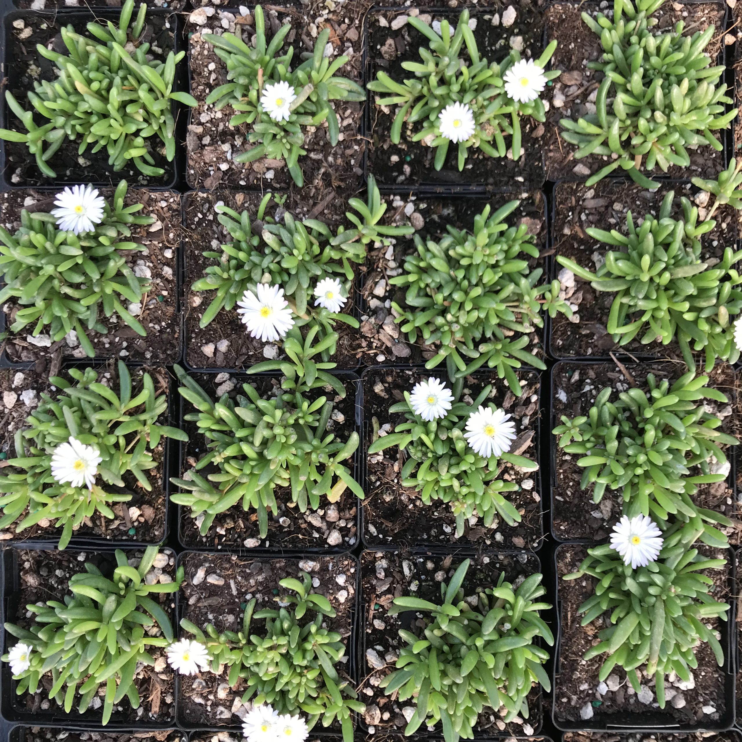 Delosperma 'Oberg' - Ice Plant (3.5" Pot) - Image 5