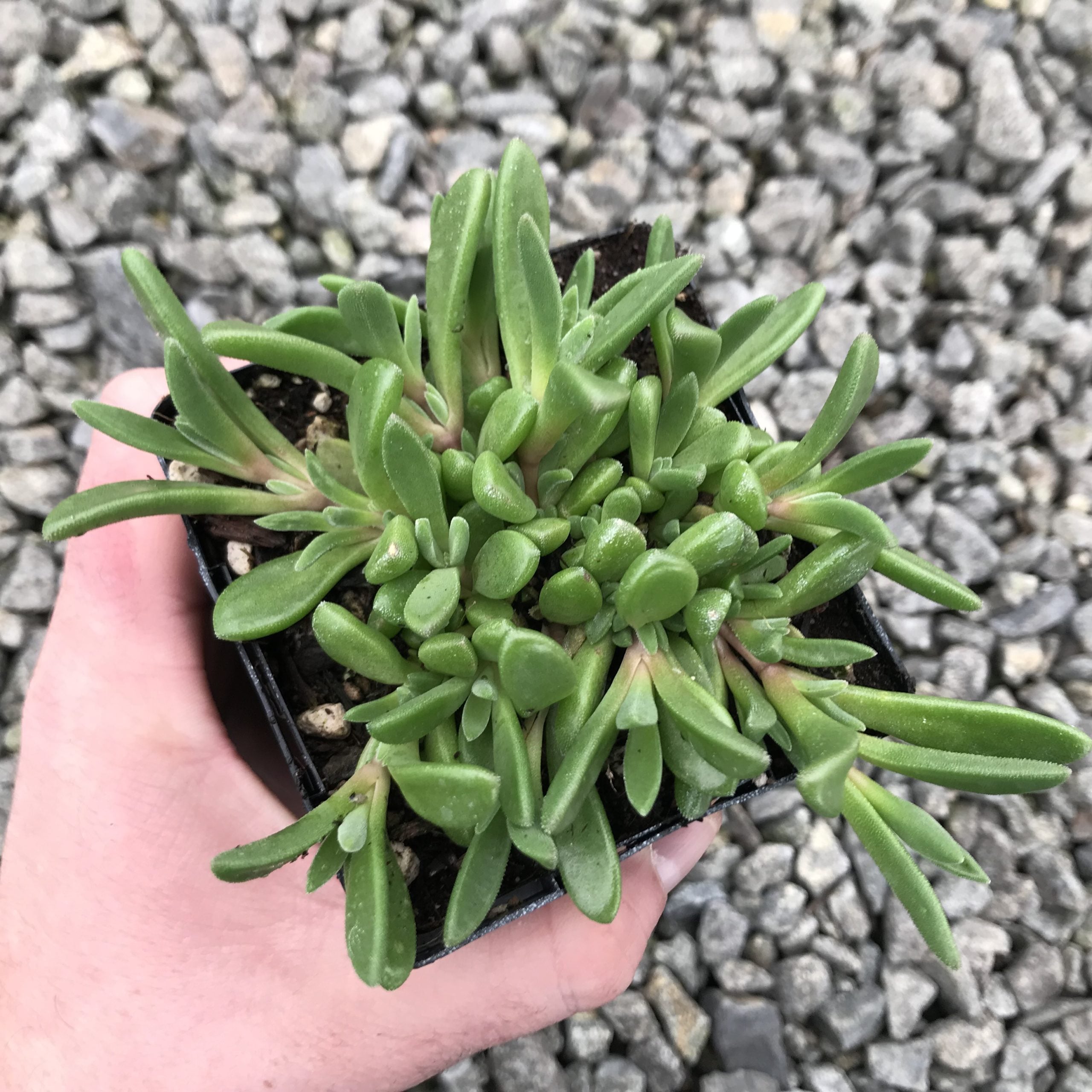 Delosperma ashtonii 'Blut' - Ice Plant (3.5" Pot) - Image 5