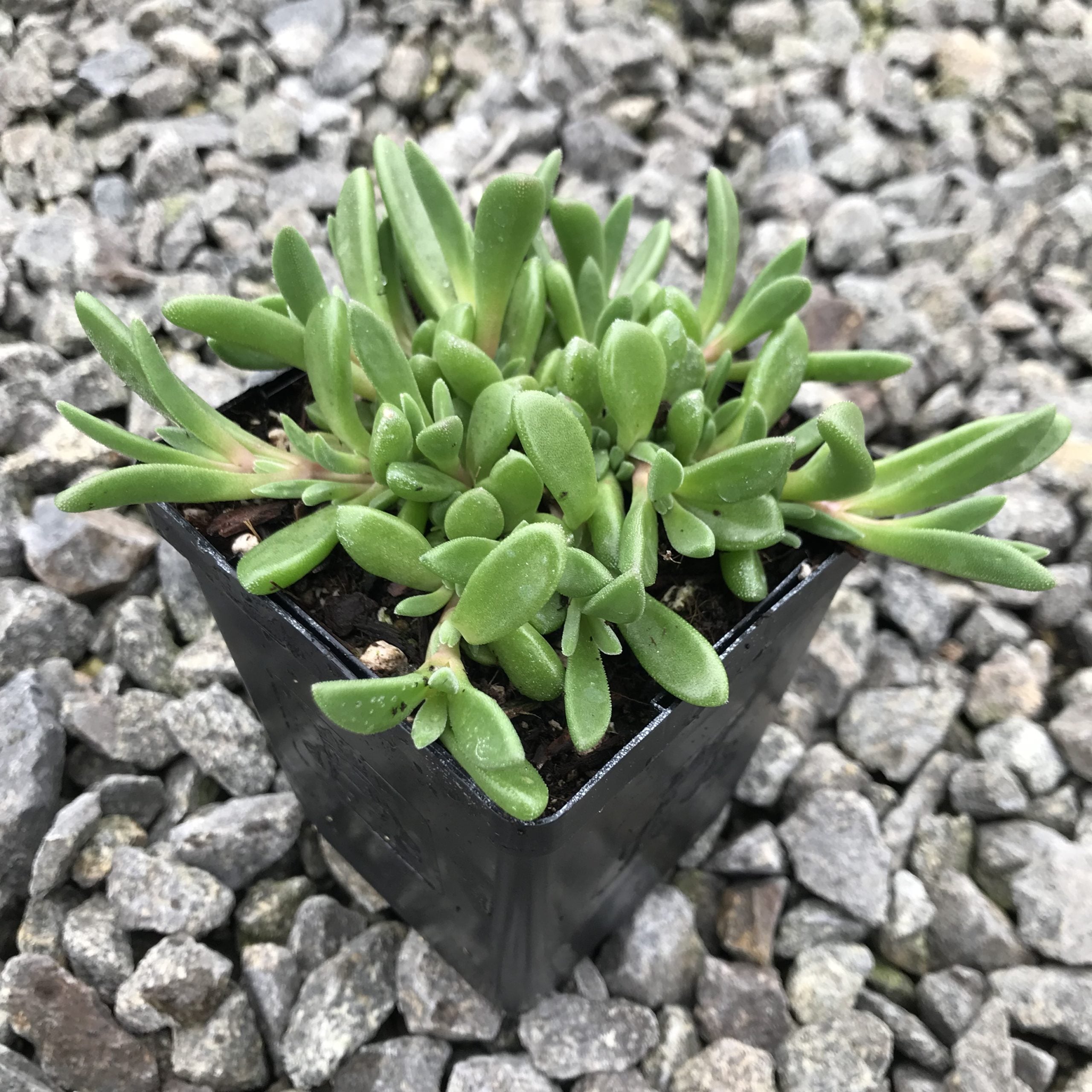 Delosperma ashtonii 'Blut' - Ice Plant (3.5" Pot) - Image 4