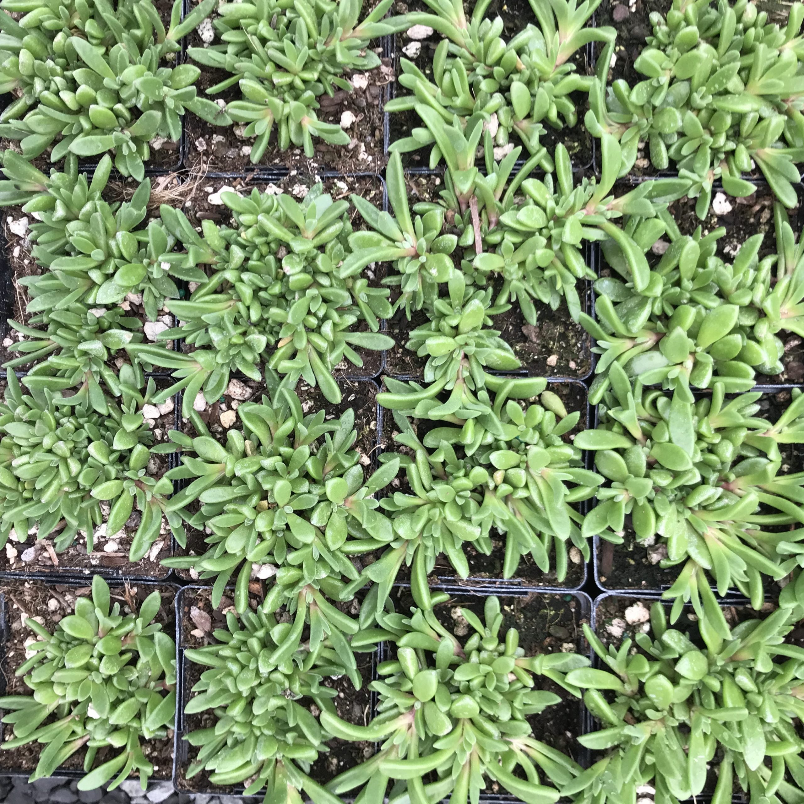 Delosperma ashtonii 'Blut' - Ice Plant (3.5" Pot) - Image 6