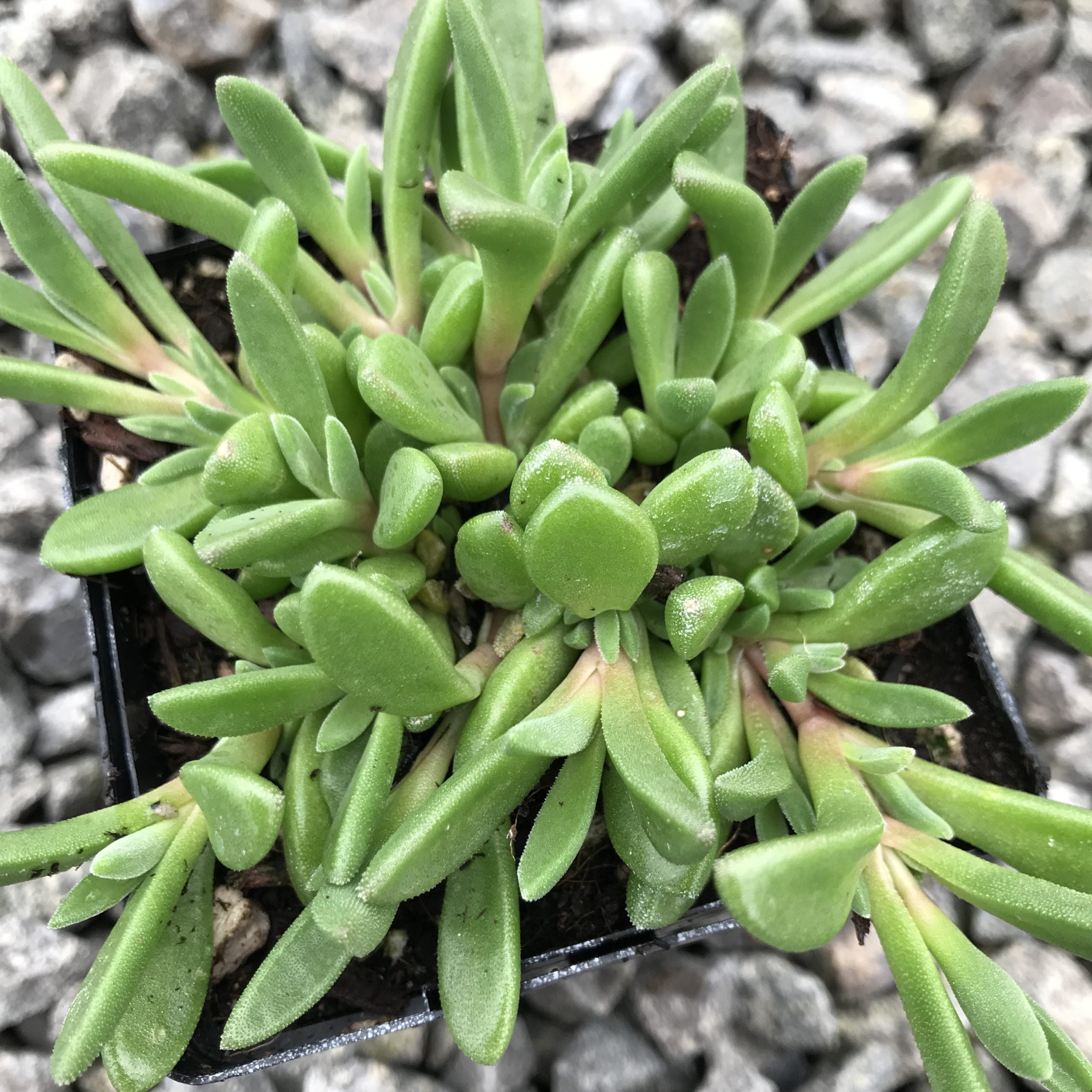 Delosperma ashtonii 'Blut' - Ice Plant (3.5" Pot) - Image 3
