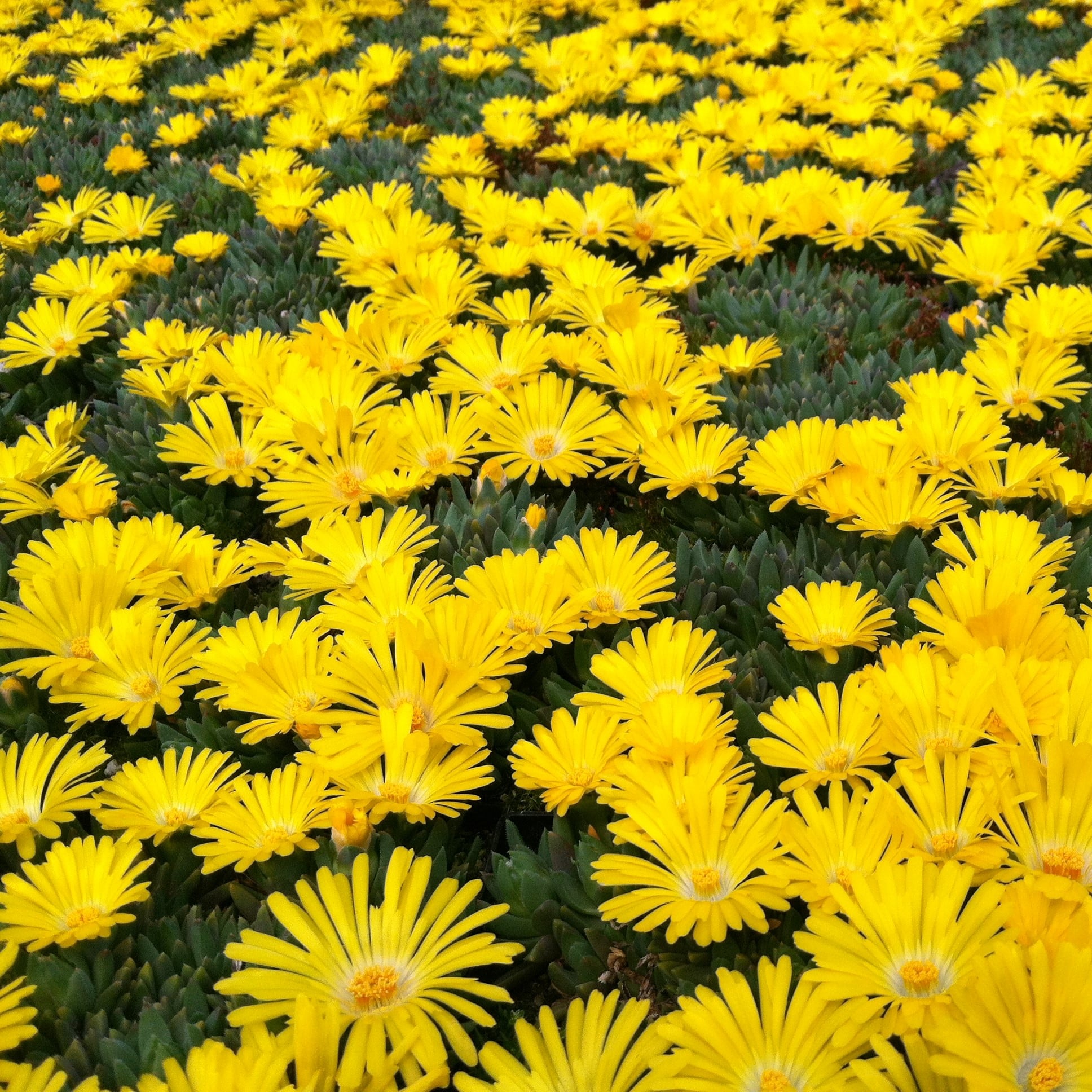 Delosperma congesta - Yellow Ice Plant (3.5" Pot) - Image 2