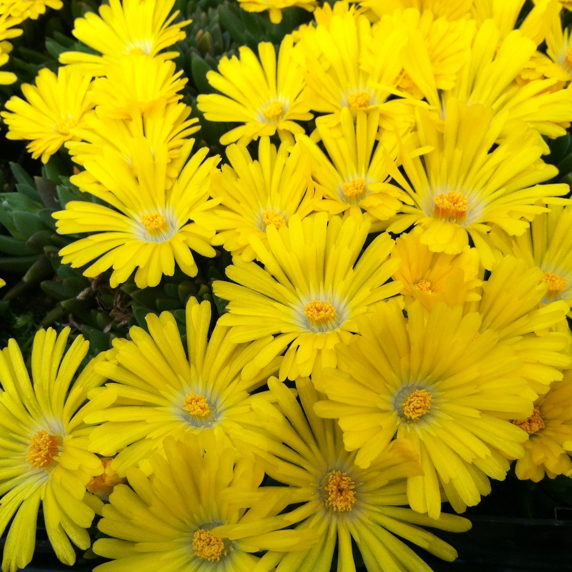 Delosperma congesta - Yellow Ice Plant (3.5" Pot) - Image 7