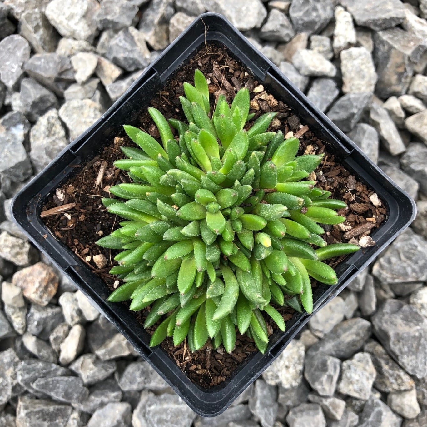 Delosperma congesta - Yellow Ice Plant (3.5" Pot) - Image 5