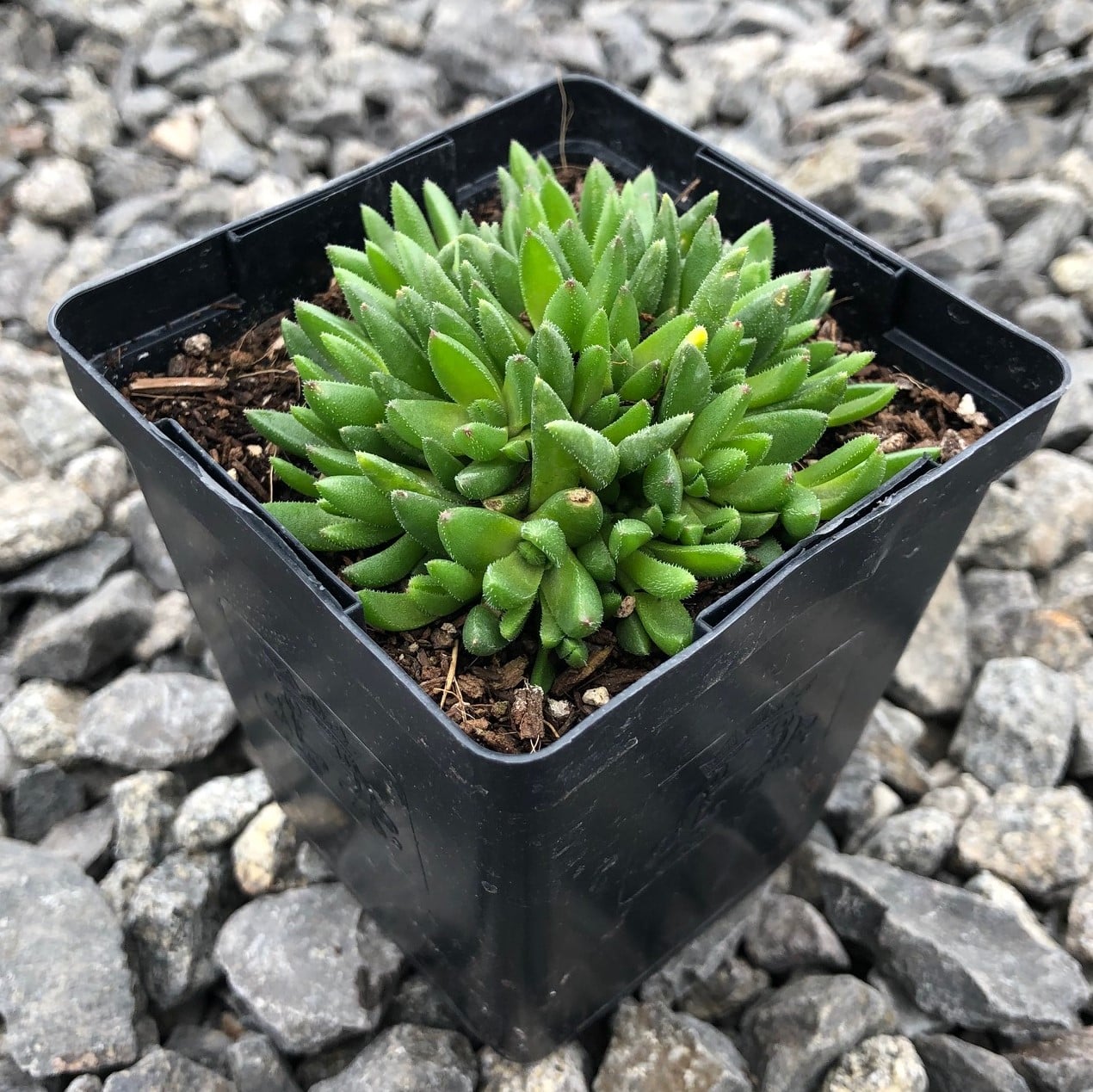 Delosperma congesta - Yellow Ice Plant (3.5" Pot) - Image 6
