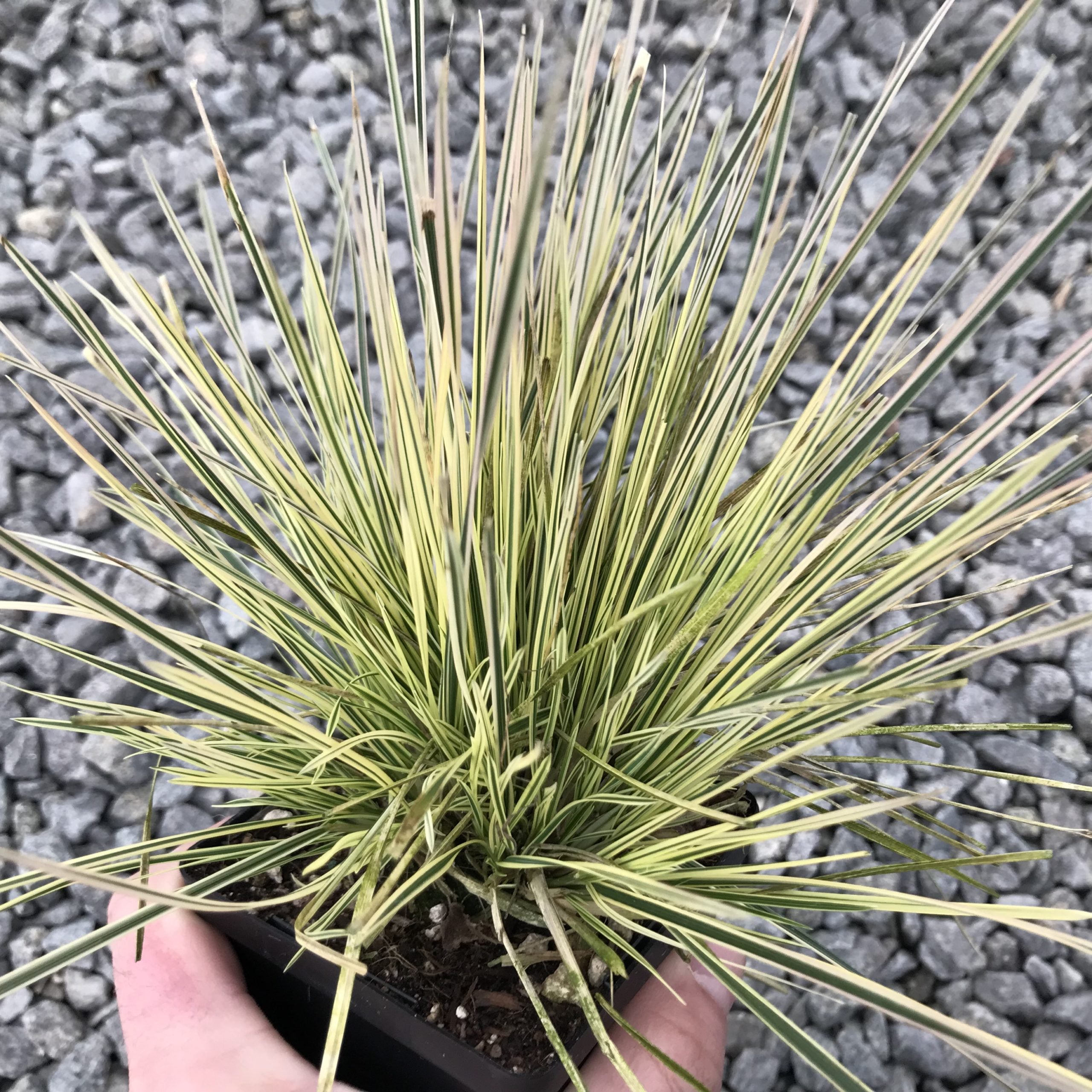 Deschampsia cespitosa 'Northern Lights' - Tufted Hairgrass (3.5" Pot) - Image 2