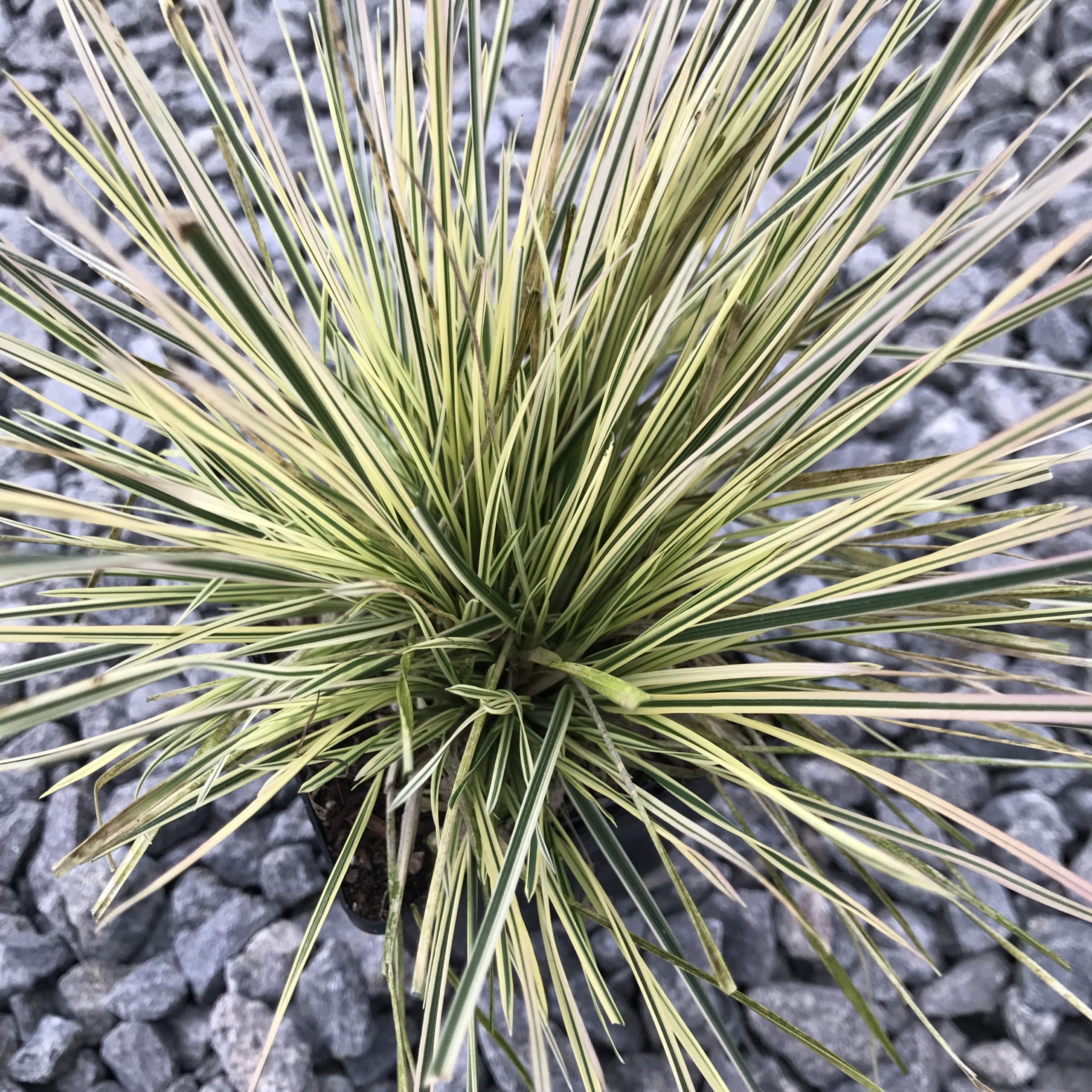 Deschampsia cespitosa 'Northern Lights' - Tufted Hairgrass (3.5" Pot) - Image 3