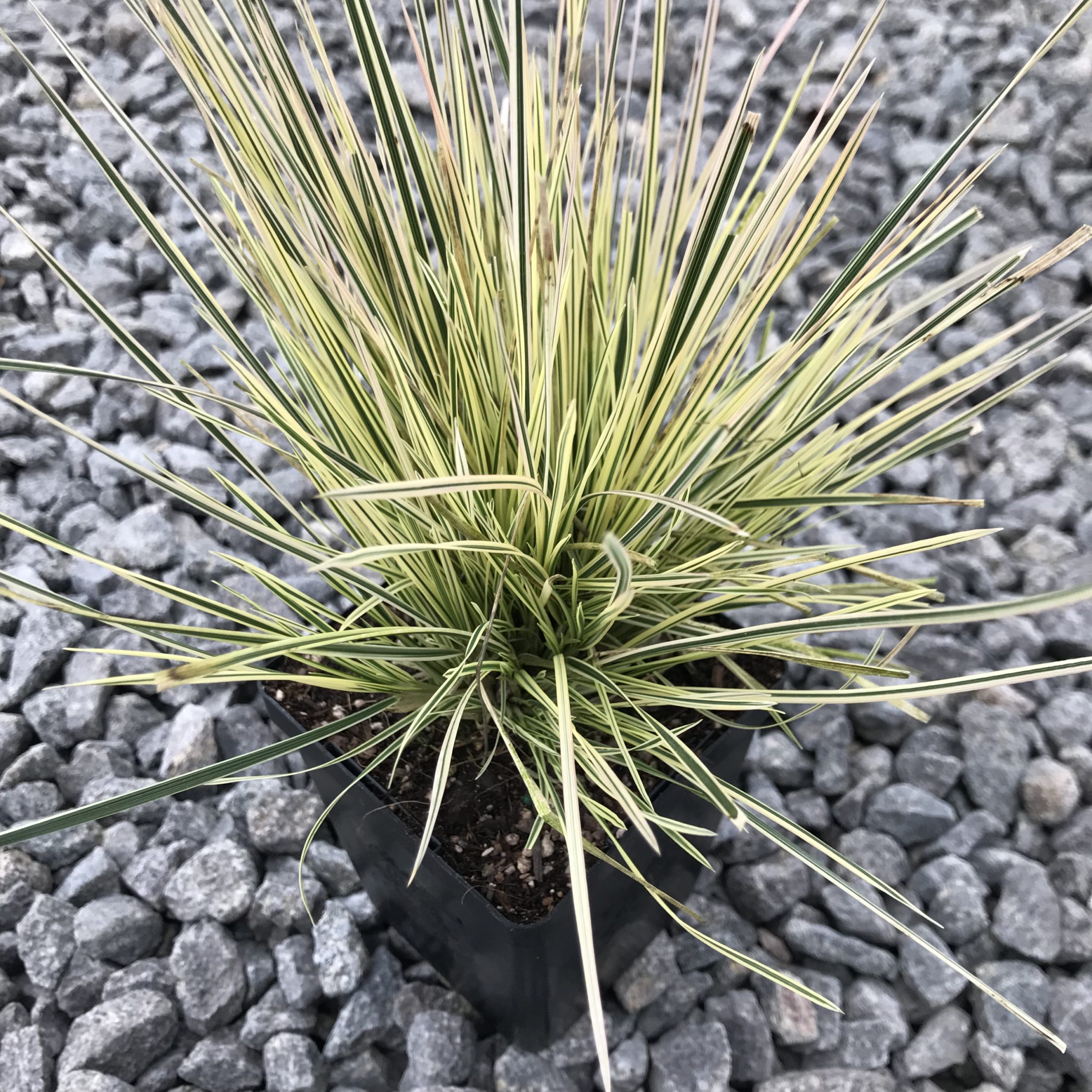 Deschampsia cespitosa 'Northern Lights' - Tufted Hairgrass (3.5" Pot) - Image 4