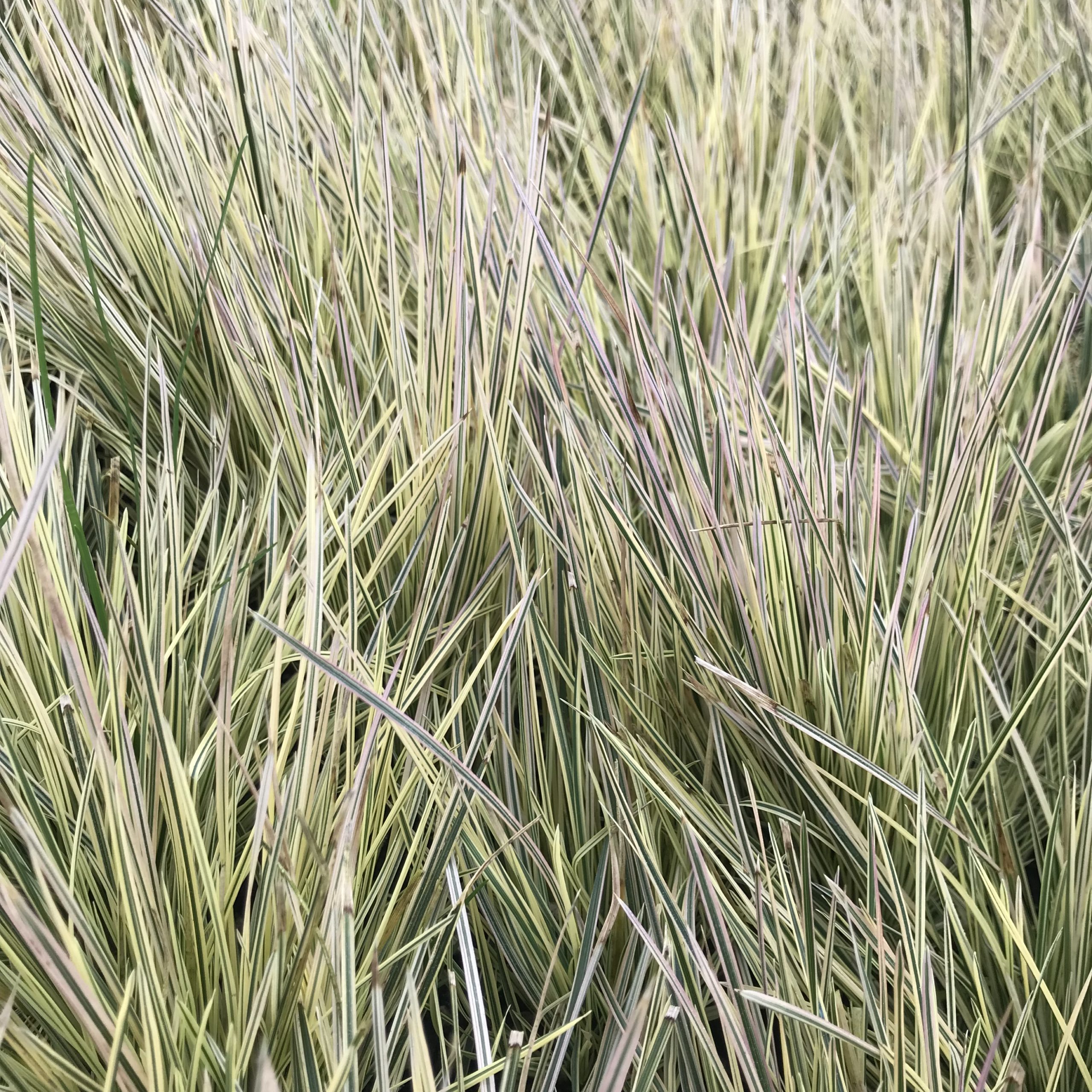 Deschampsia cespitosa 'Northern Lights' - Tufted Hairgrass (3.5" Pot) - Image 5