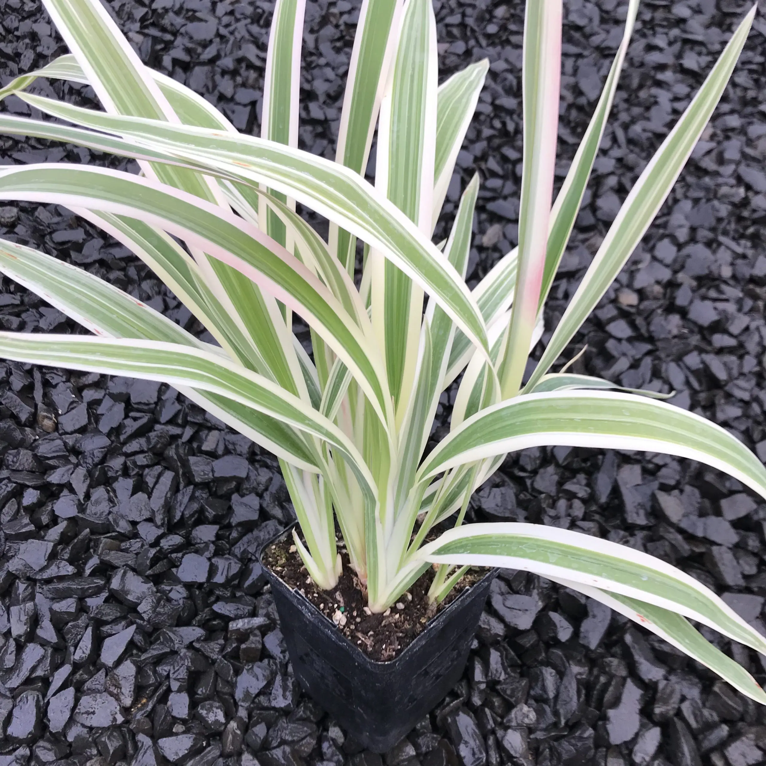 sodiroi variegata Philodendron sodiroi variegated Big size – Greenspaces.id main image 1