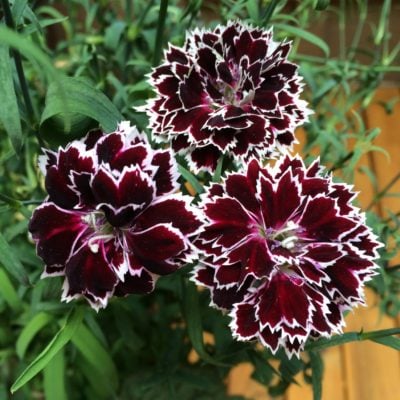Dianthus chinensis 'Velvet 'N Lace' - China Pinks (4" Pot)