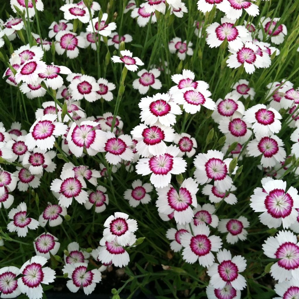 Dianthus deltoides 'Arctic Fire' - Maiden Pinks (4