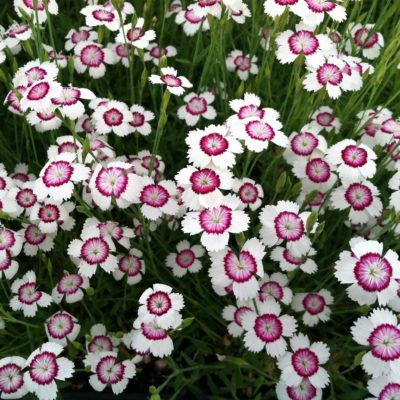 Dianthus deltoides 'Arctic Fire' - Maiden Pinks (4" Pot)