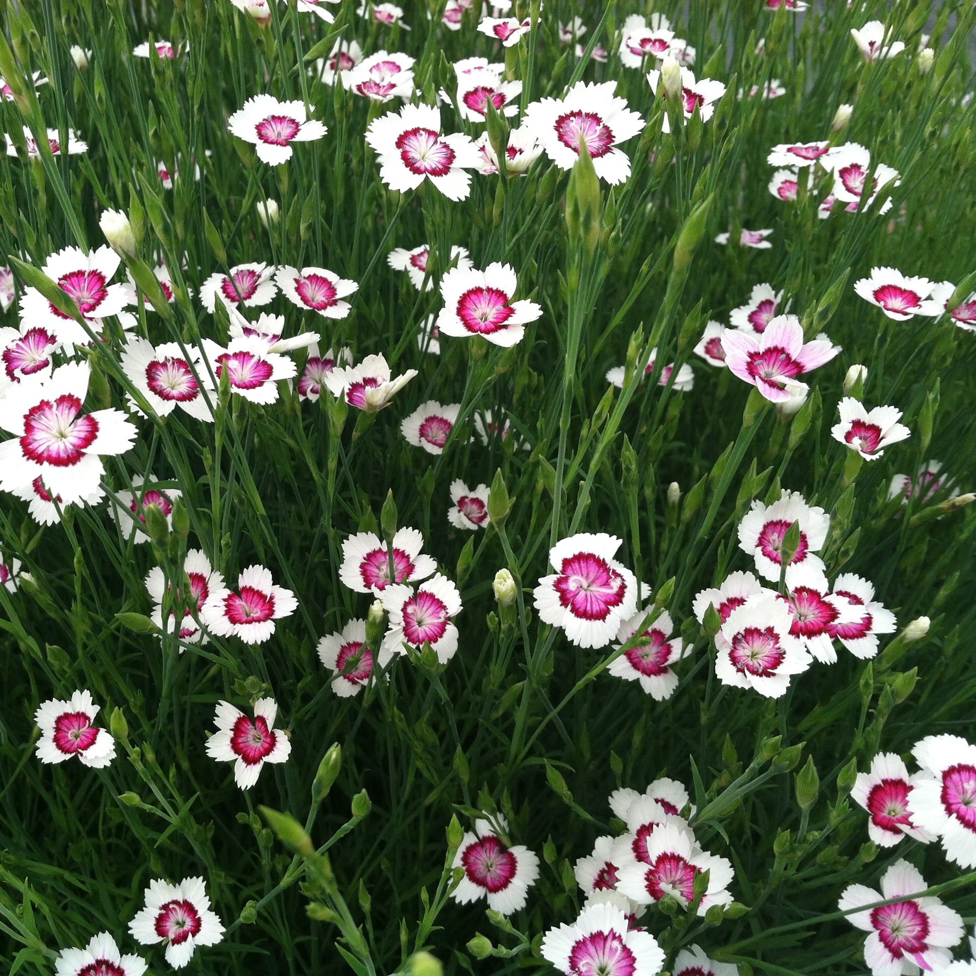 Dianthus deltoides 'Arctic Fire' - Maiden Pinks (4" Pot) - Image 2