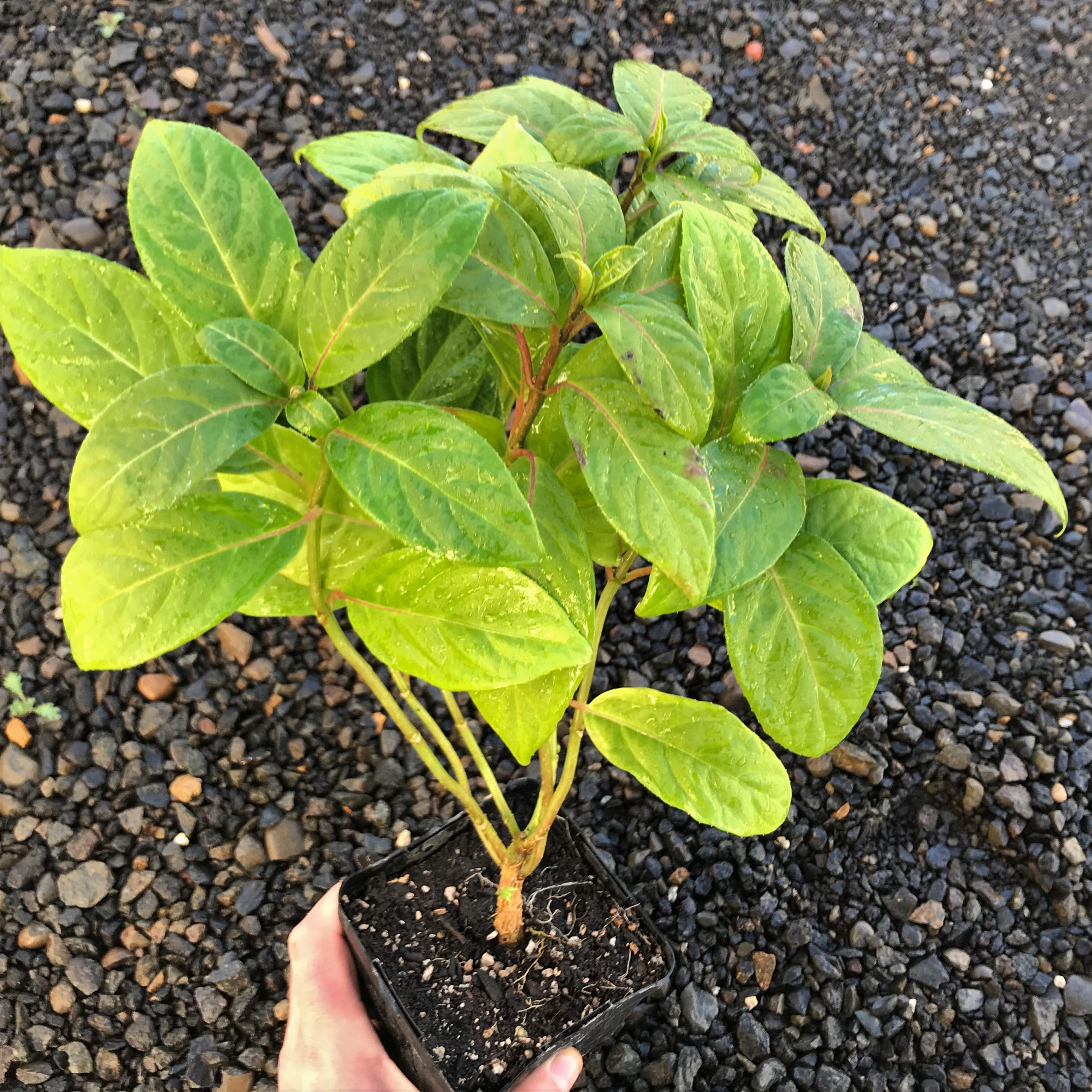 Dichroa febrifuga 'UBC Form' - Blue Evergreen Hydrangea (4.5" Pot) - Image 6