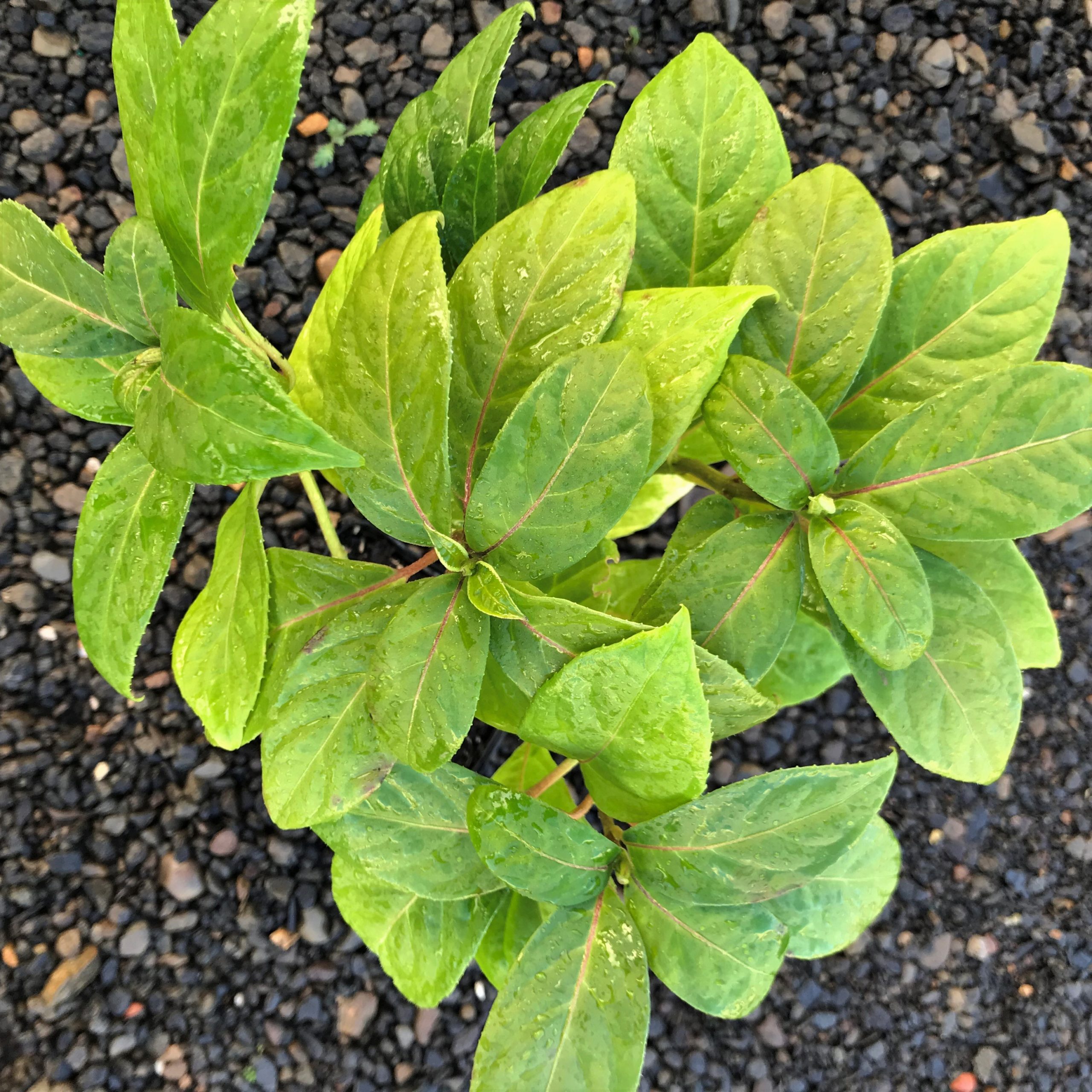 Dichroa febrifuga 'UBC Form' - Blue Evergreen Hydrangea (4.5" Pot) - Image 7