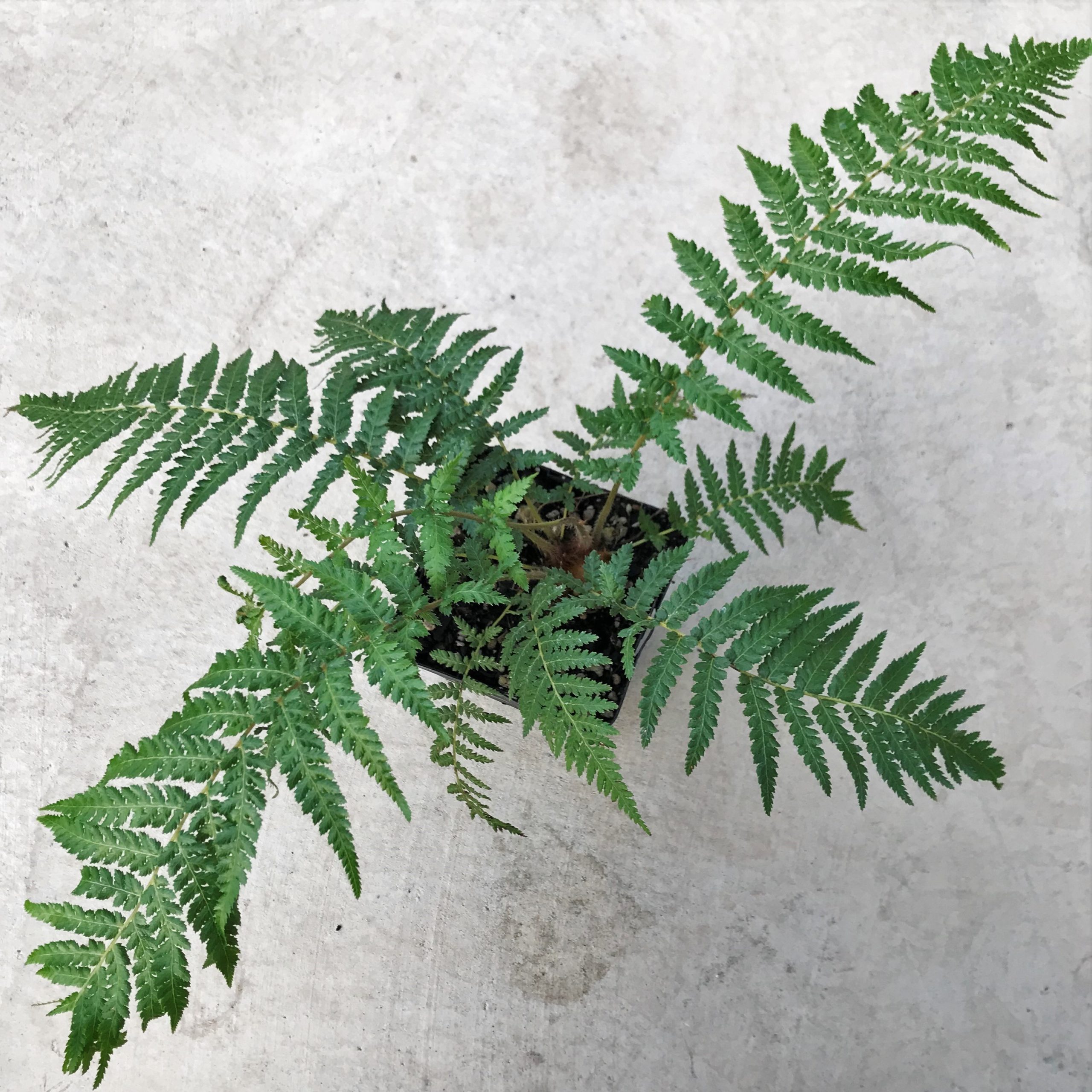 Dicksonia antarctica - Tasmanian Tree Fern (4.5" Pot) - Image 5
