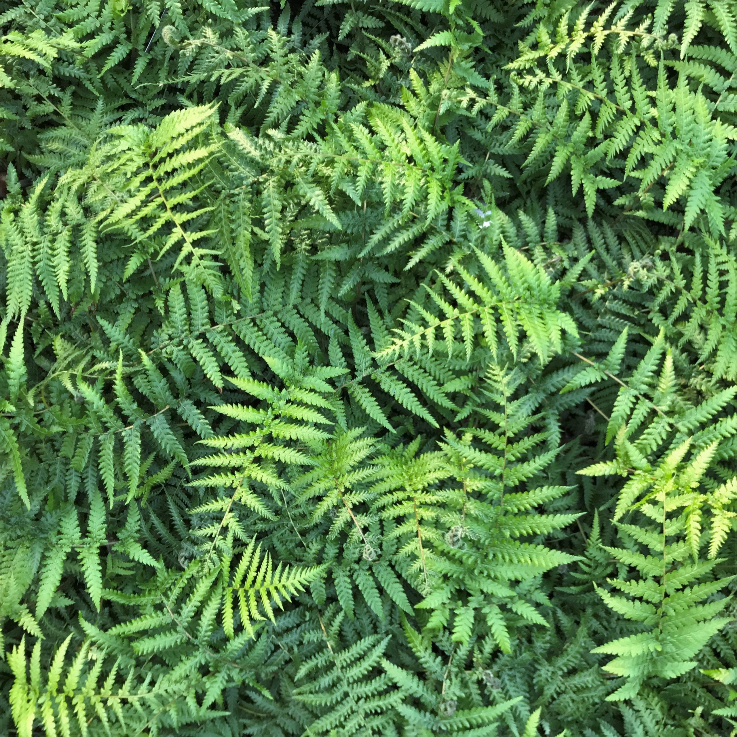 Dicksonia antarctica - Tasmanian Tree Fern (4.5" Pot) - Image 7
