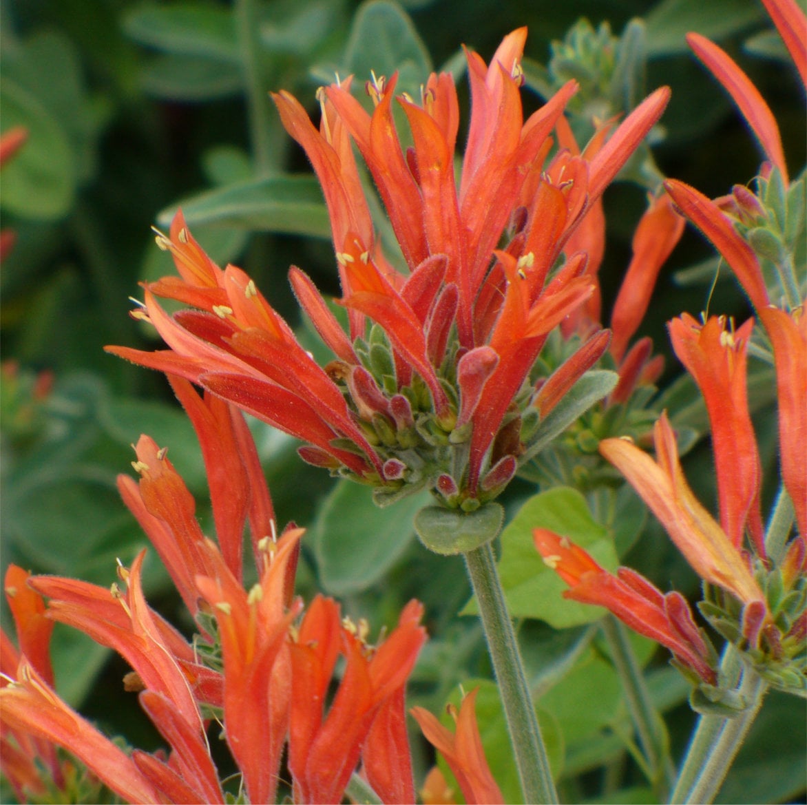 Dicliptera suberecta - Hummingbird Plant (4.5" Pot) - Image 3