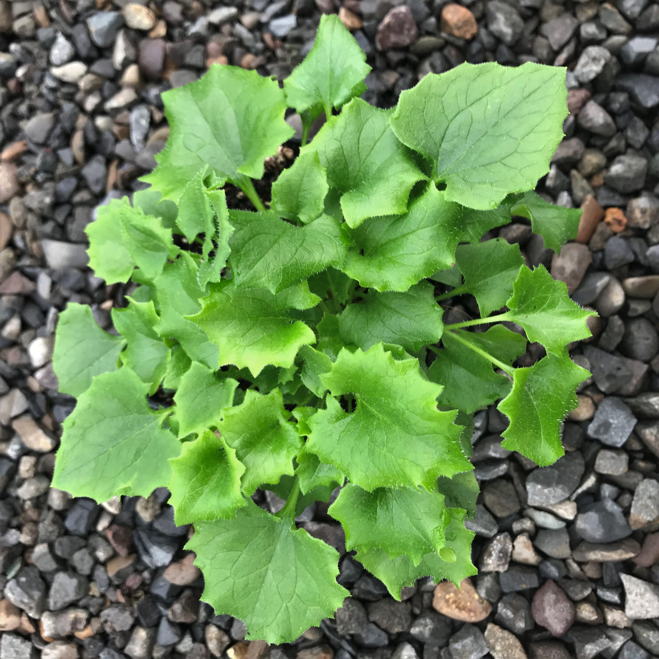 Doronicum 'Little Leo' - Leopard's Bane (4" Pot) for Sale