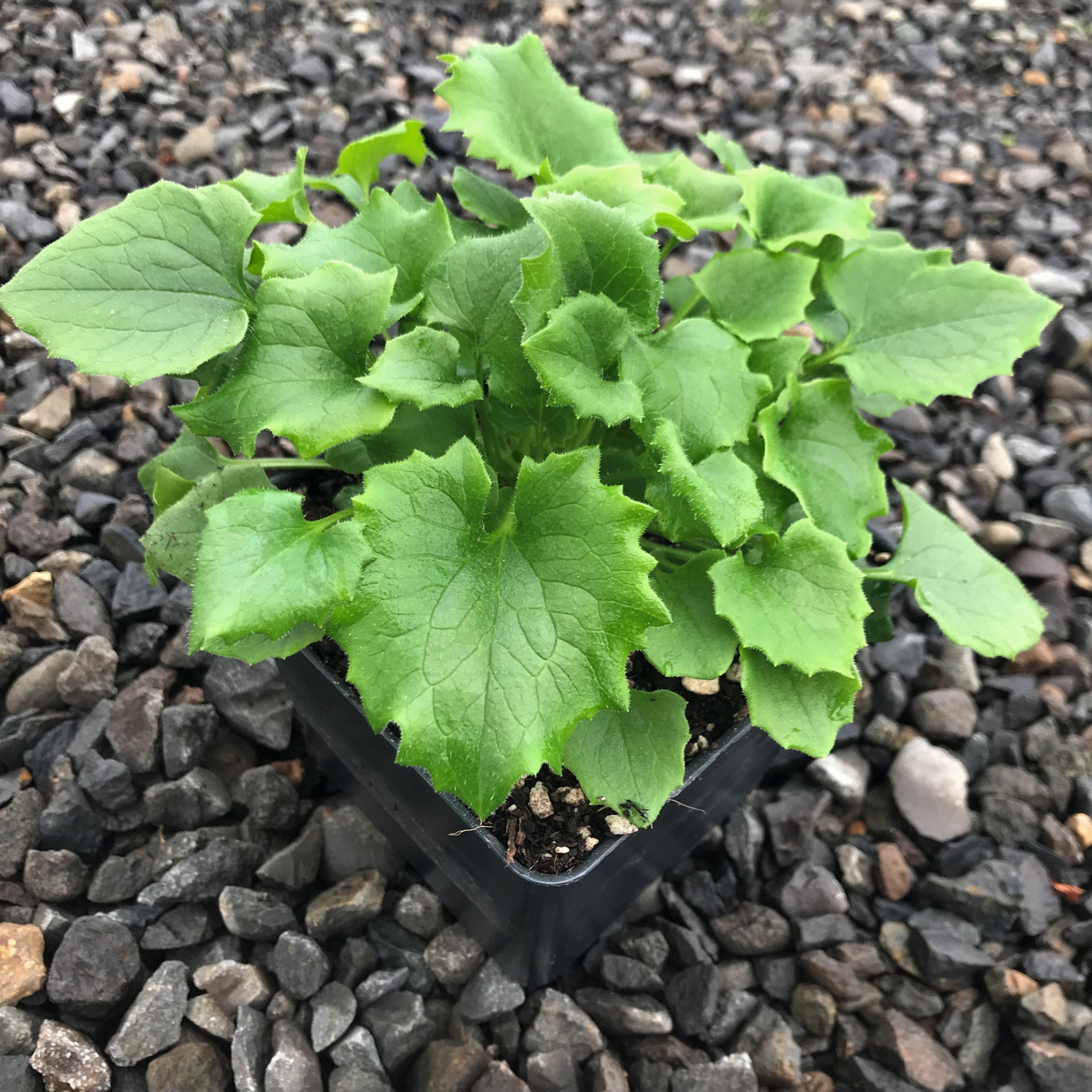Doronicum orientale 'Little Leo' - Leopard's Bane (4" Pot) - Image 5