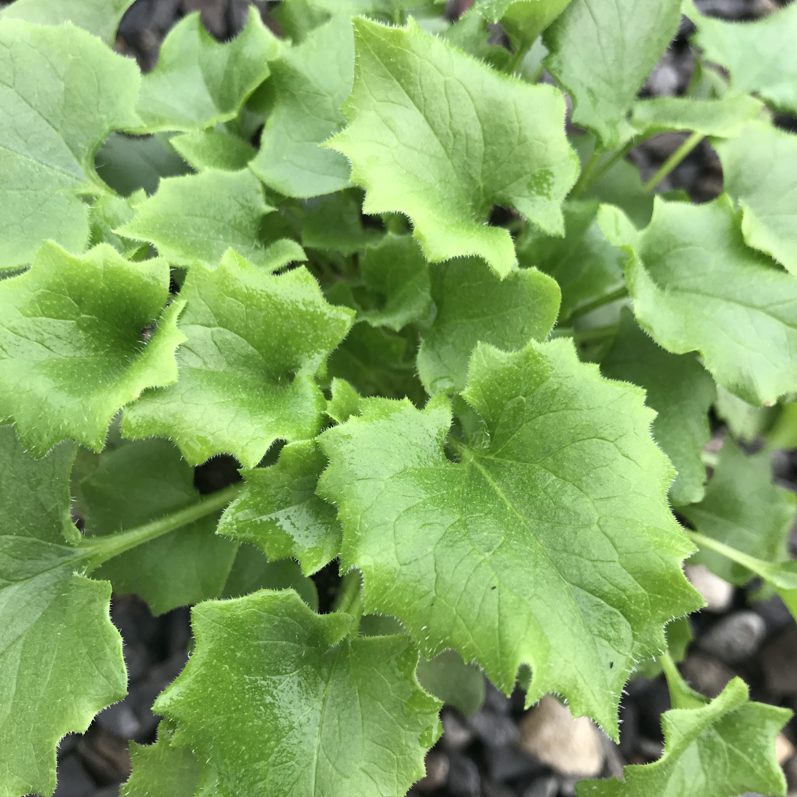 Doronicum orientale 'Little Leo' - Leopard's Bane (4" Pot) - Image 6