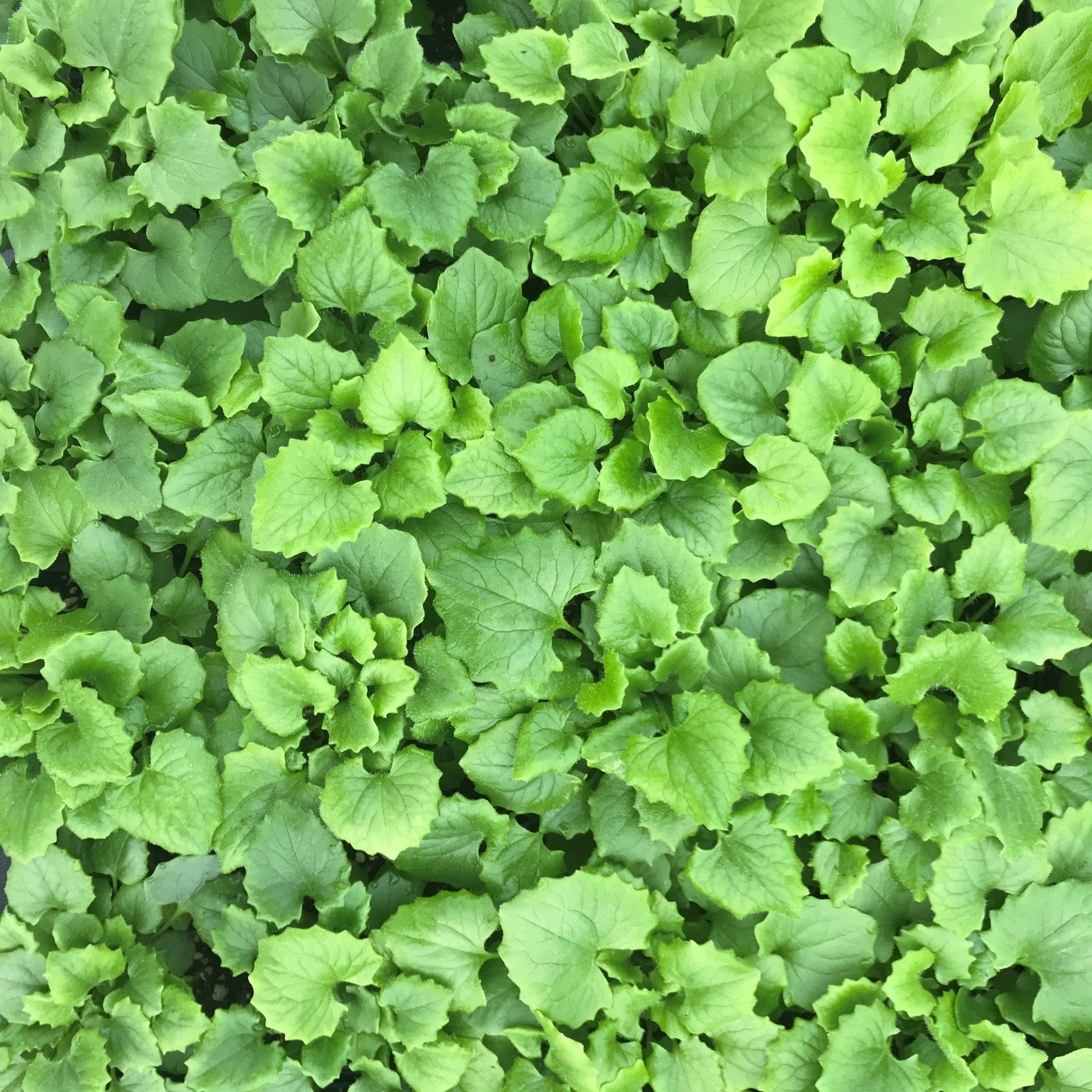 Doronicum orientale 'Little Leo' - Leopard's Bane (4" Pot) - Image 7